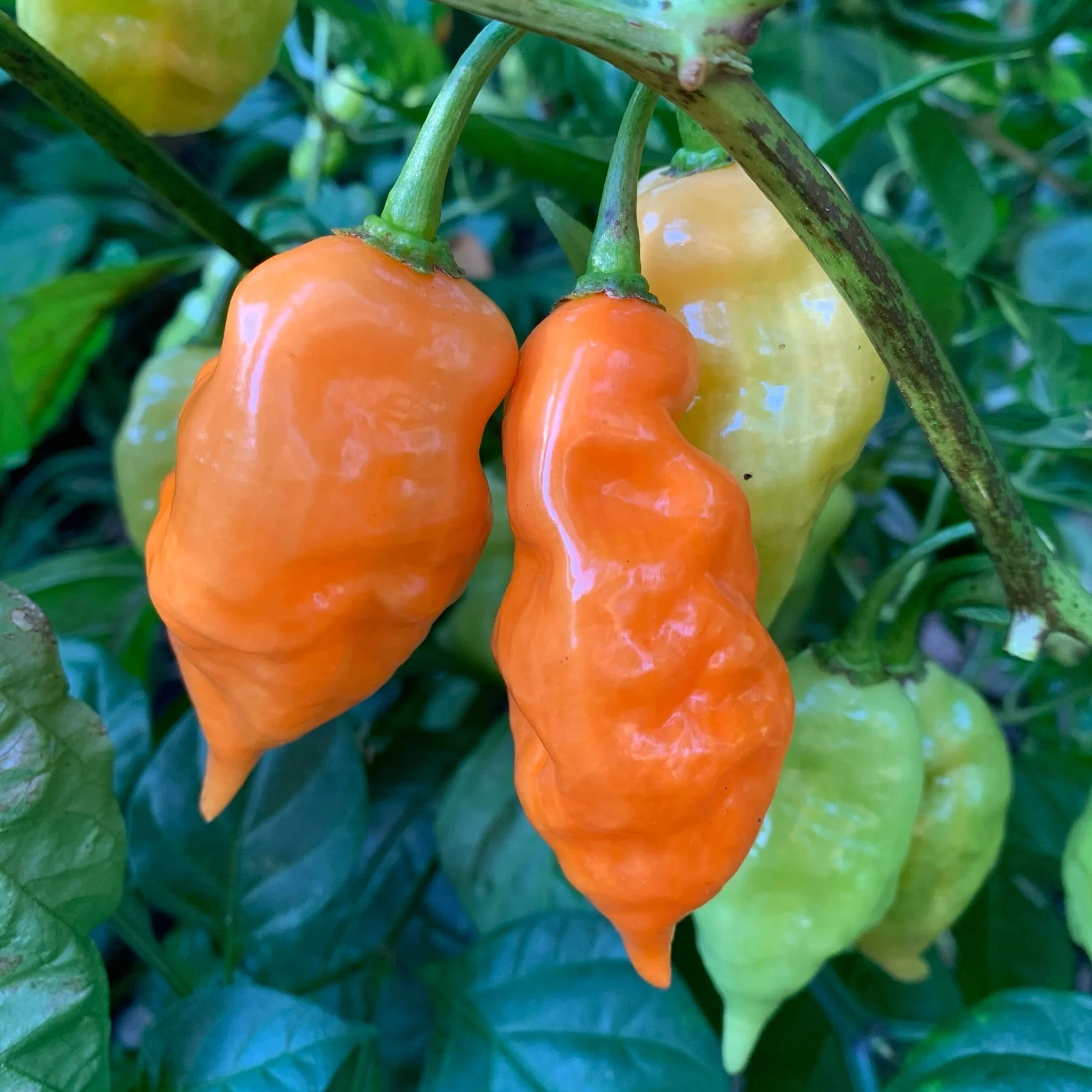 Habanada - Seeds - Image 5