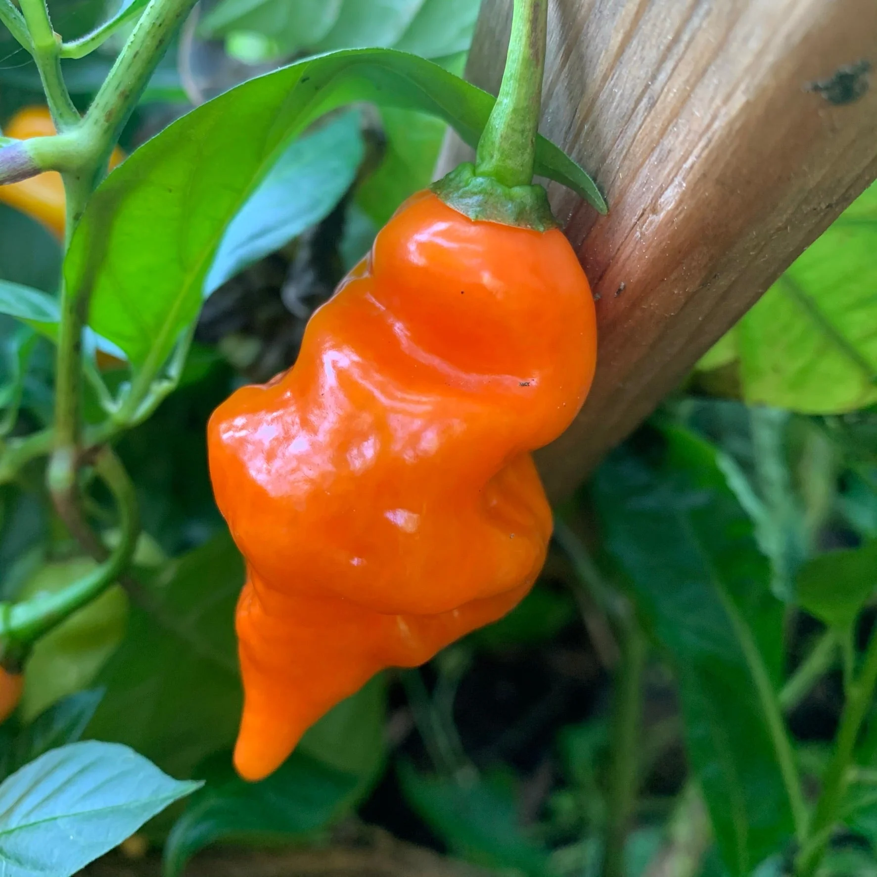 Habanada - Seeds - Image 6
