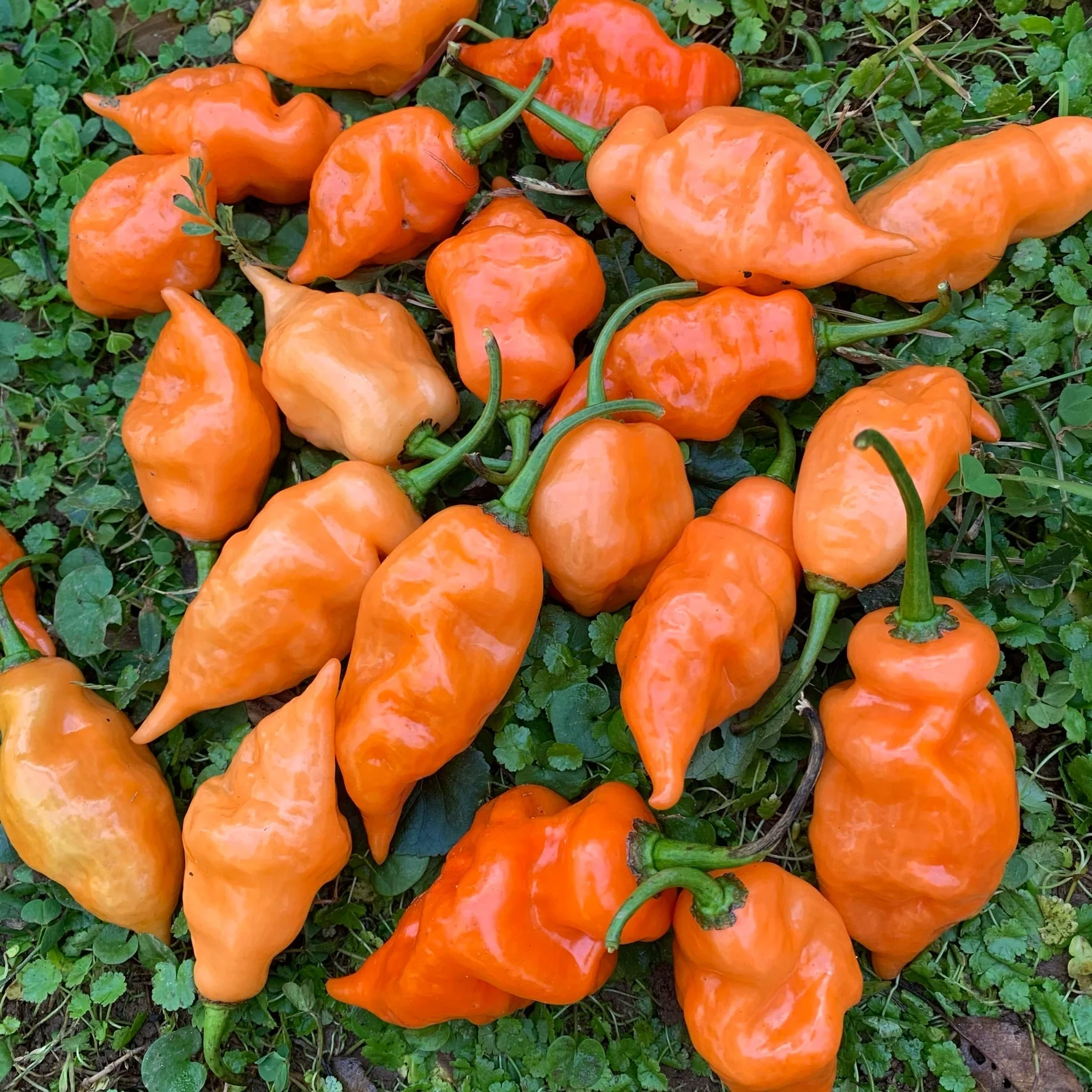Habanada - Seeds - Image 7