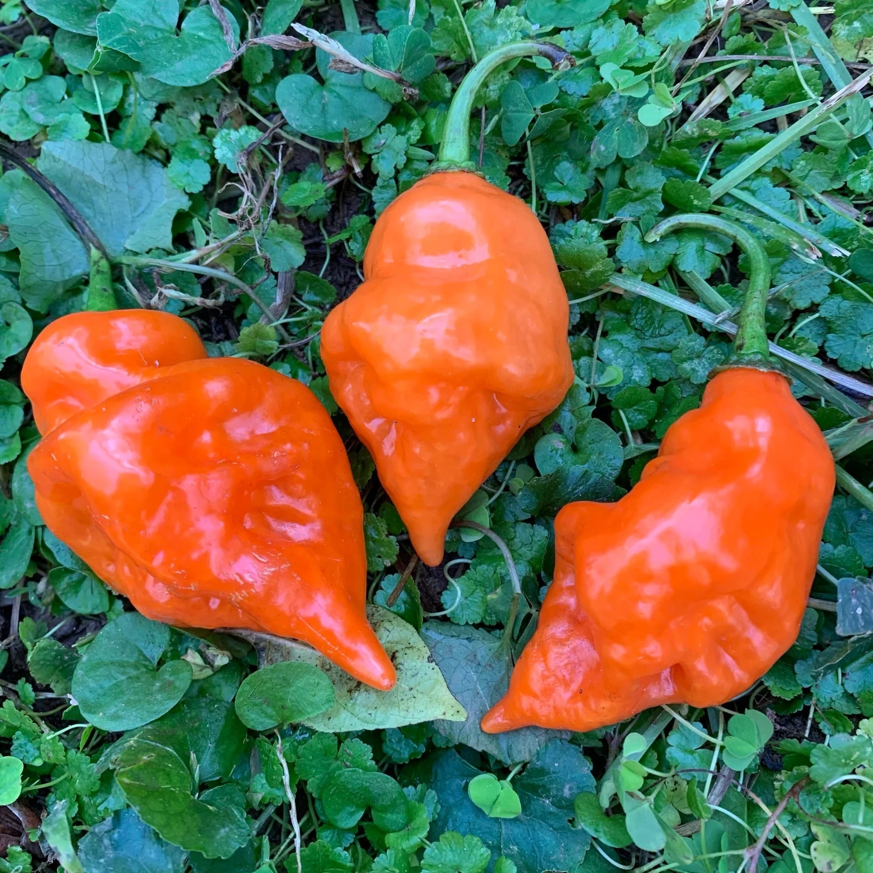 Habanada - Seeds - Image 8