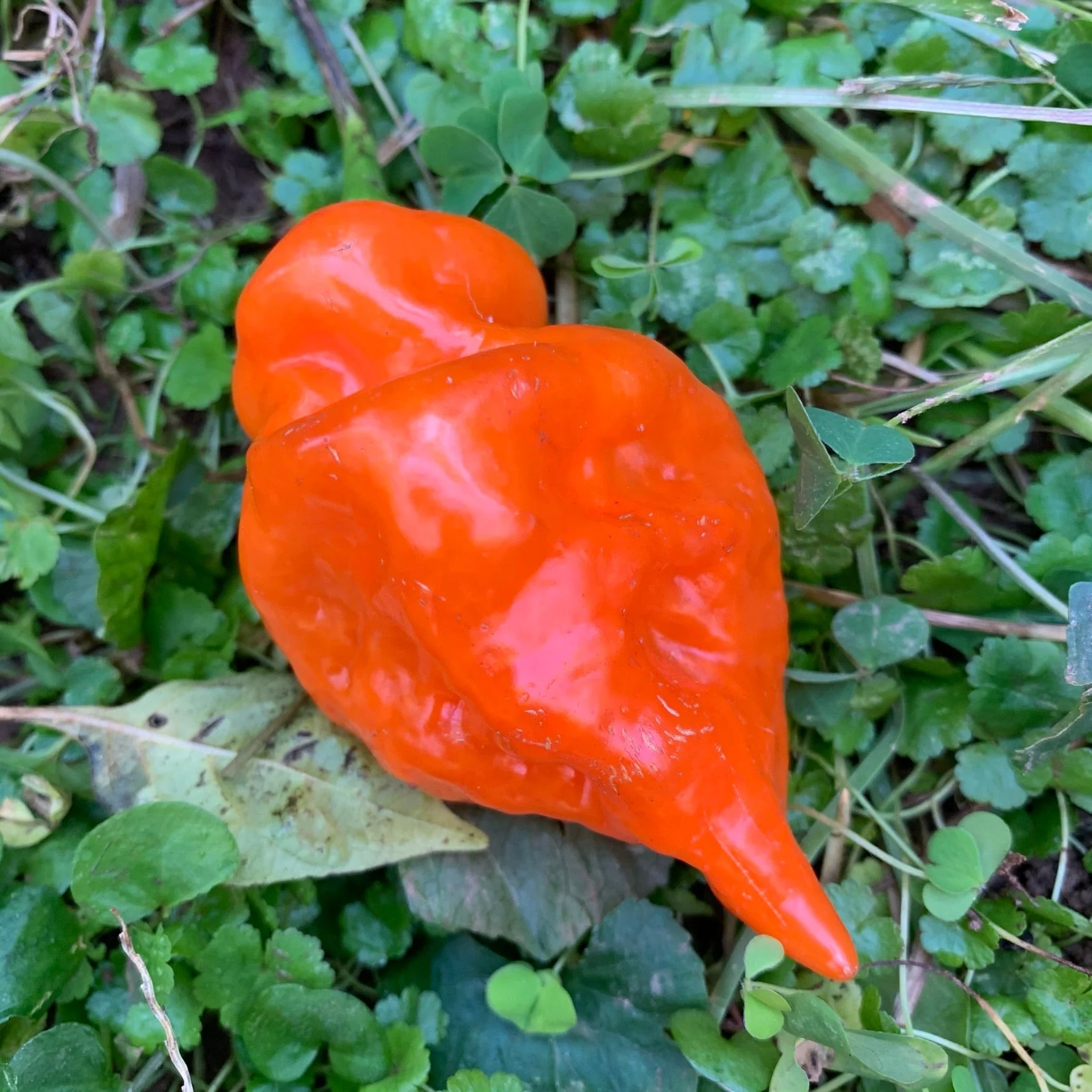 Habanada - Seeds - Image 9