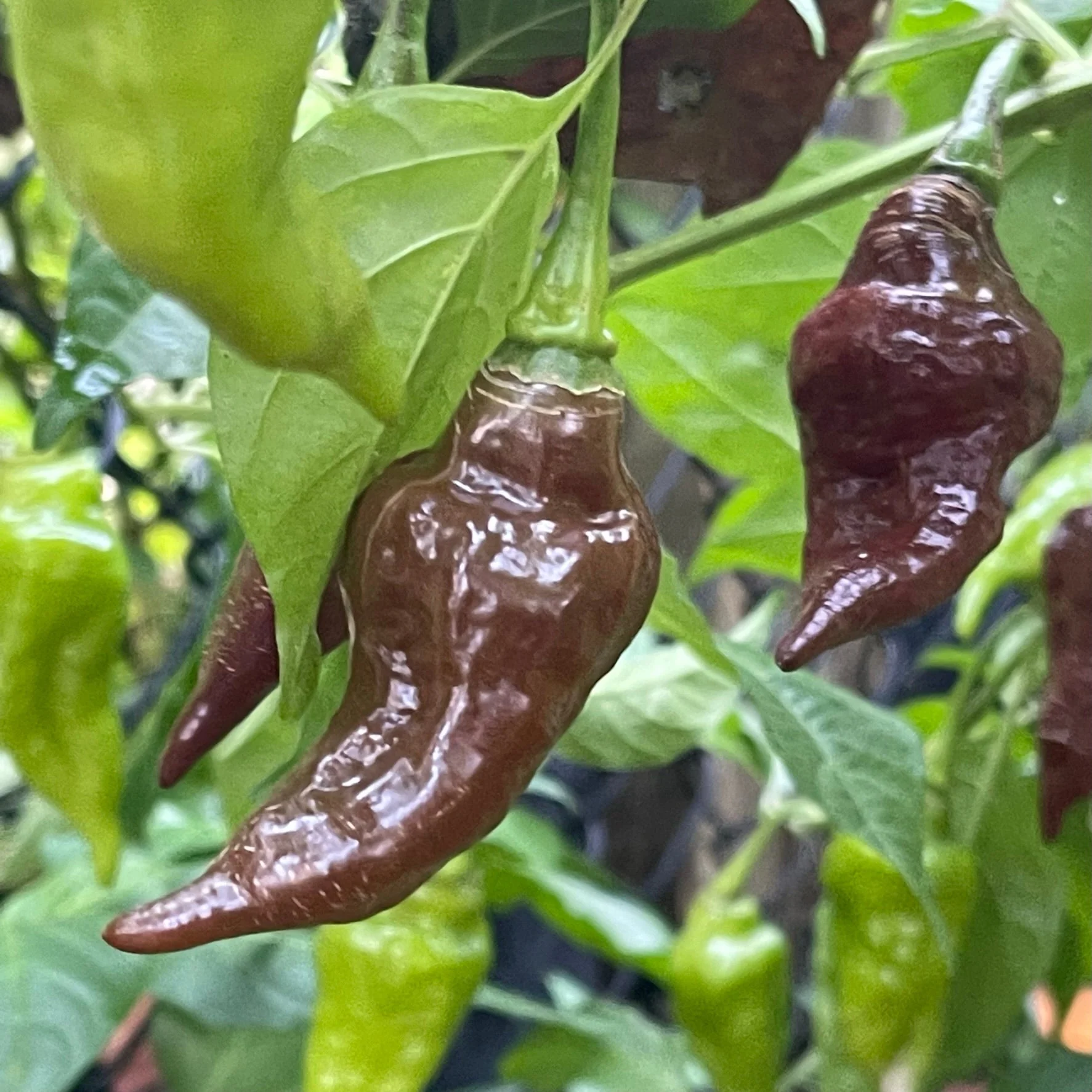 Habanero Black - Seeds - Image 2