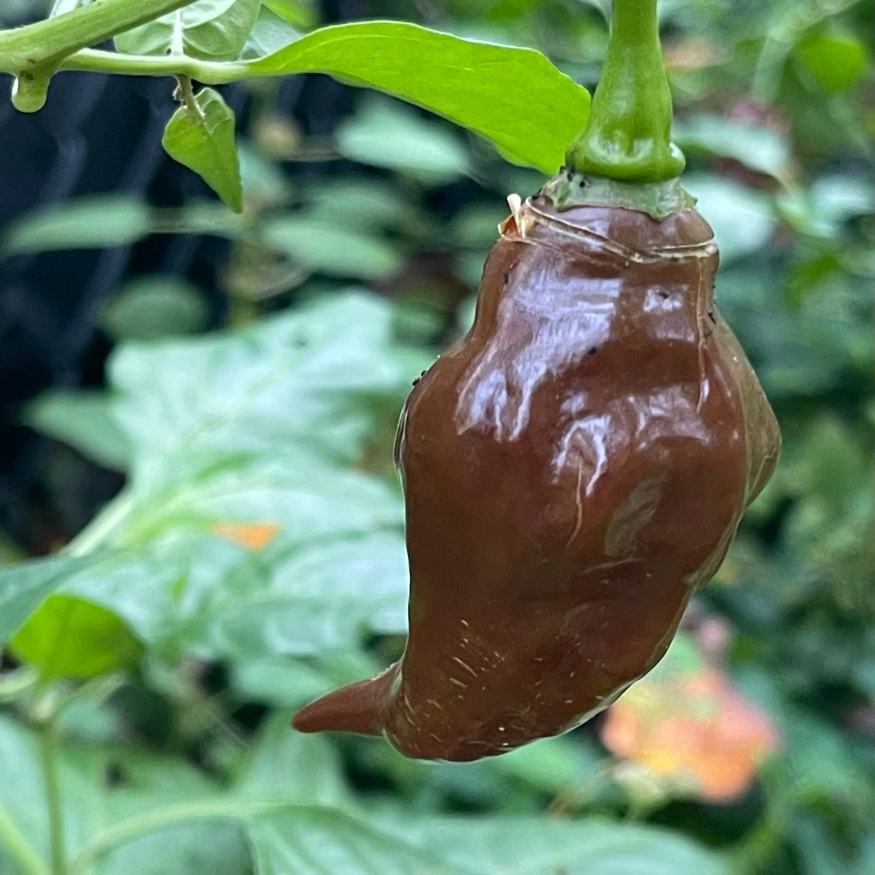 Habanero Black - Seeds - Image 3