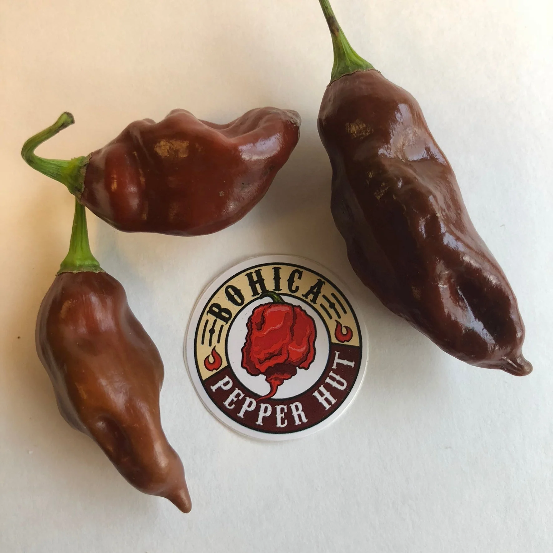 Habanero Black - Seeds - Image 4