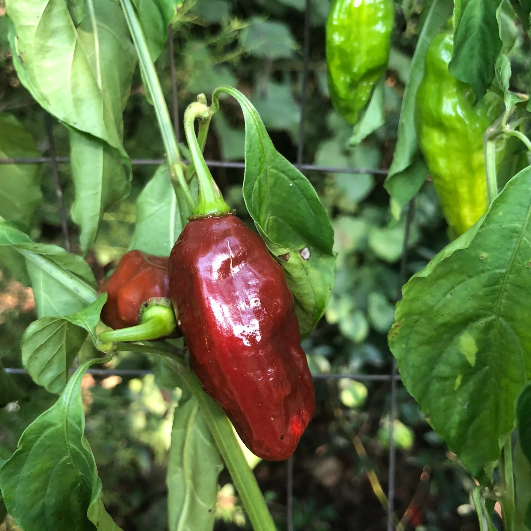 Habanero Black - Seeds - Image 5