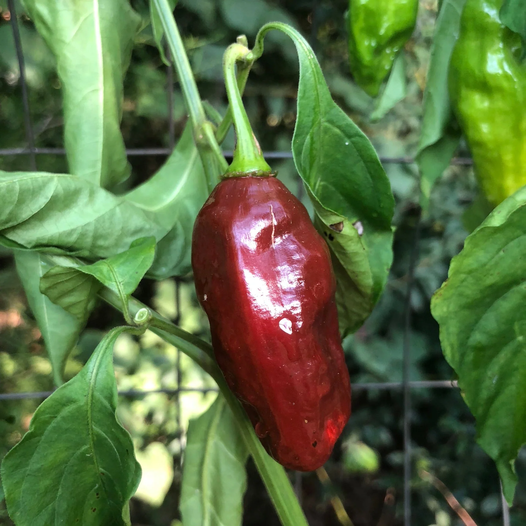 Habanero Black - Seeds - Image 6