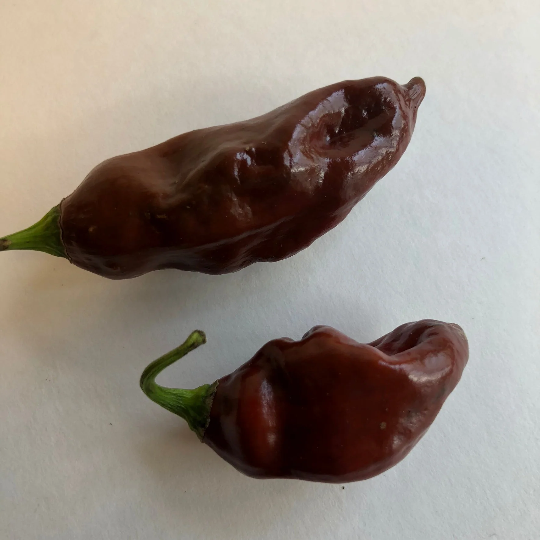 Habanero Black - Seeds - Image 7