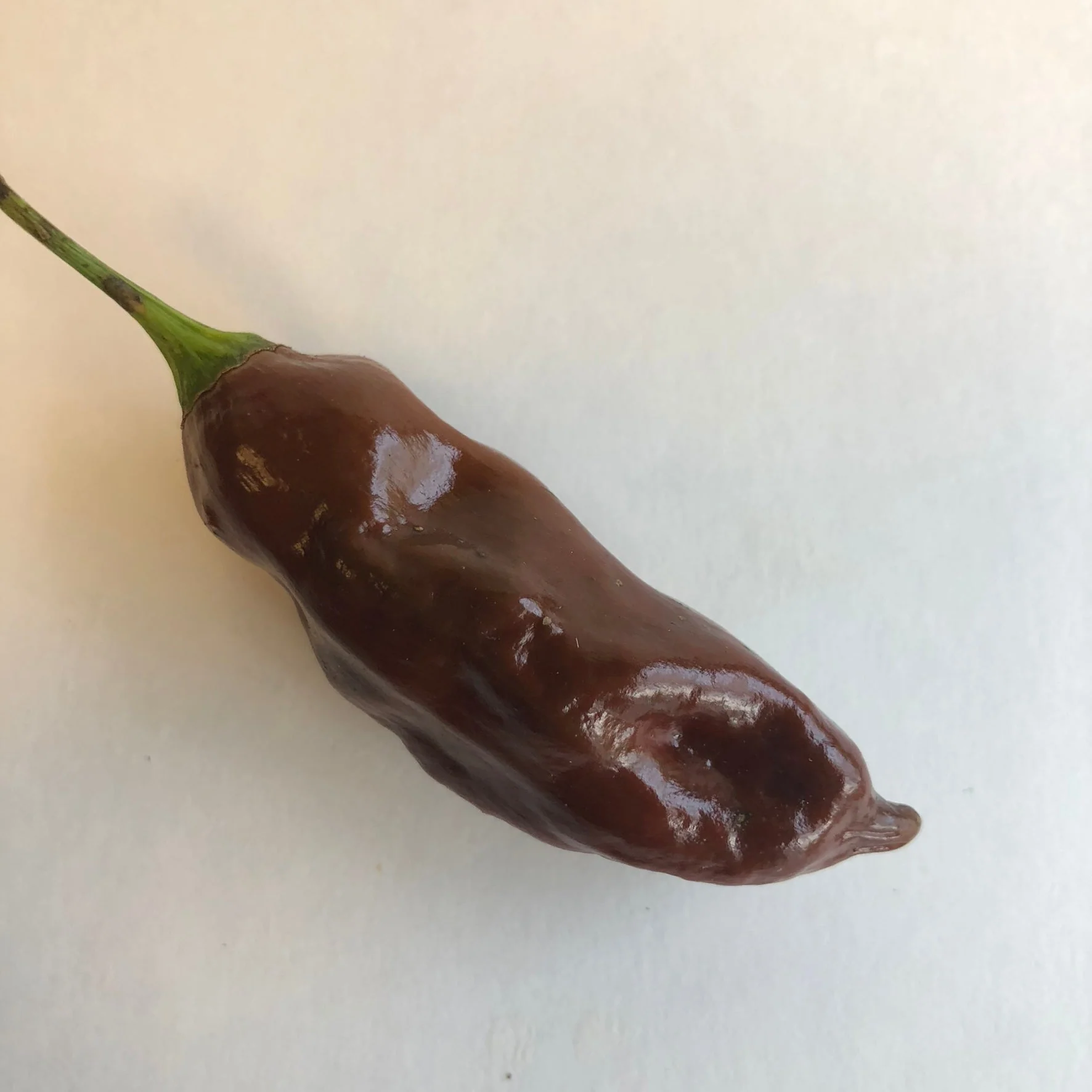 Habanero Black - Seeds - Image 8