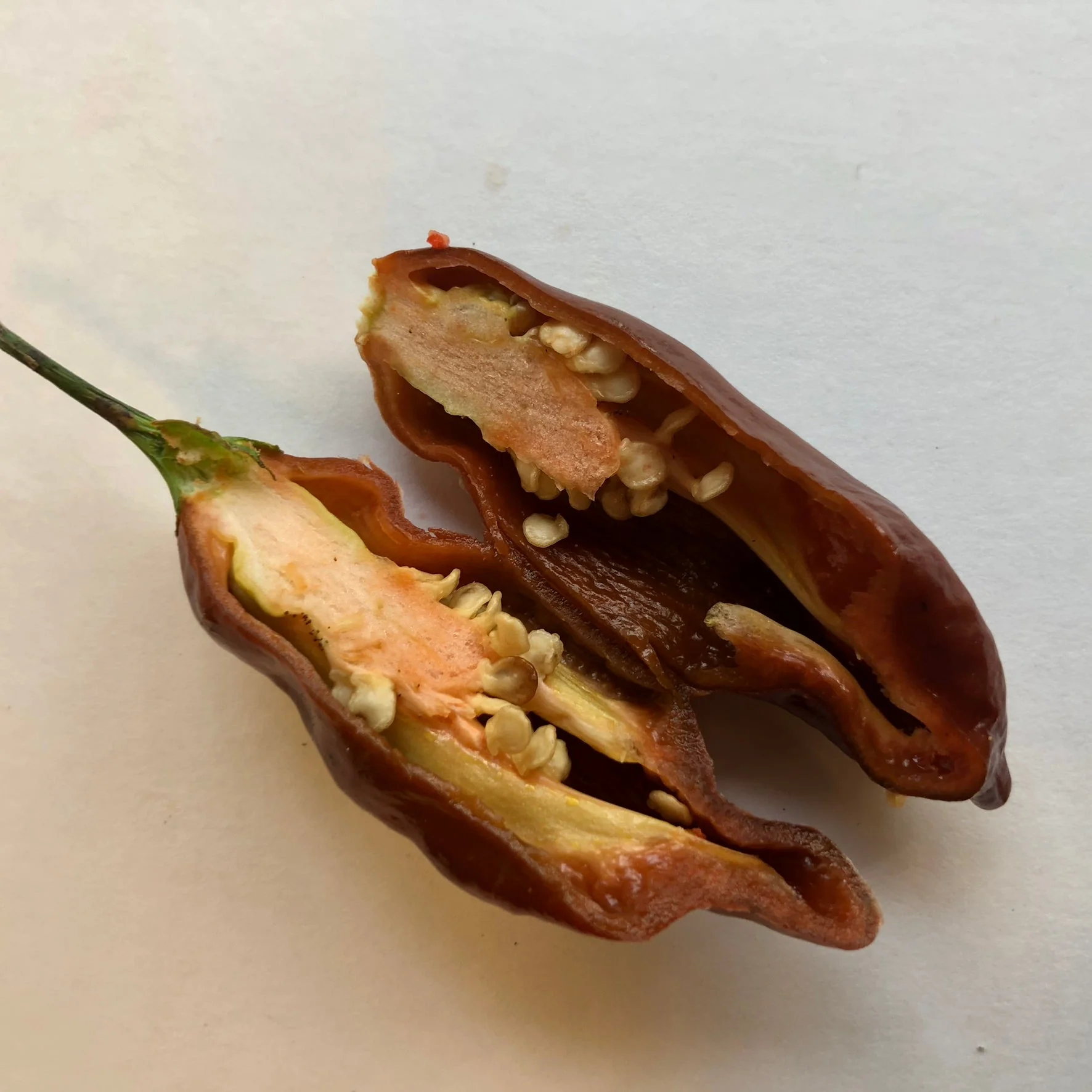 Habanero Black - Seeds - Image 9