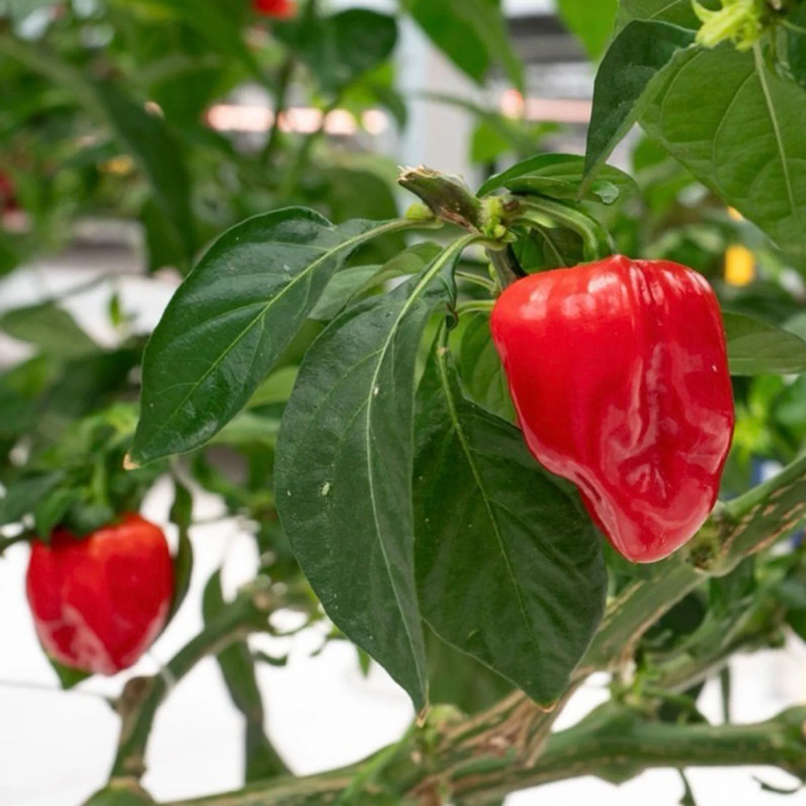 Habanero Caribbean Red Pepper Seeds - Image 2