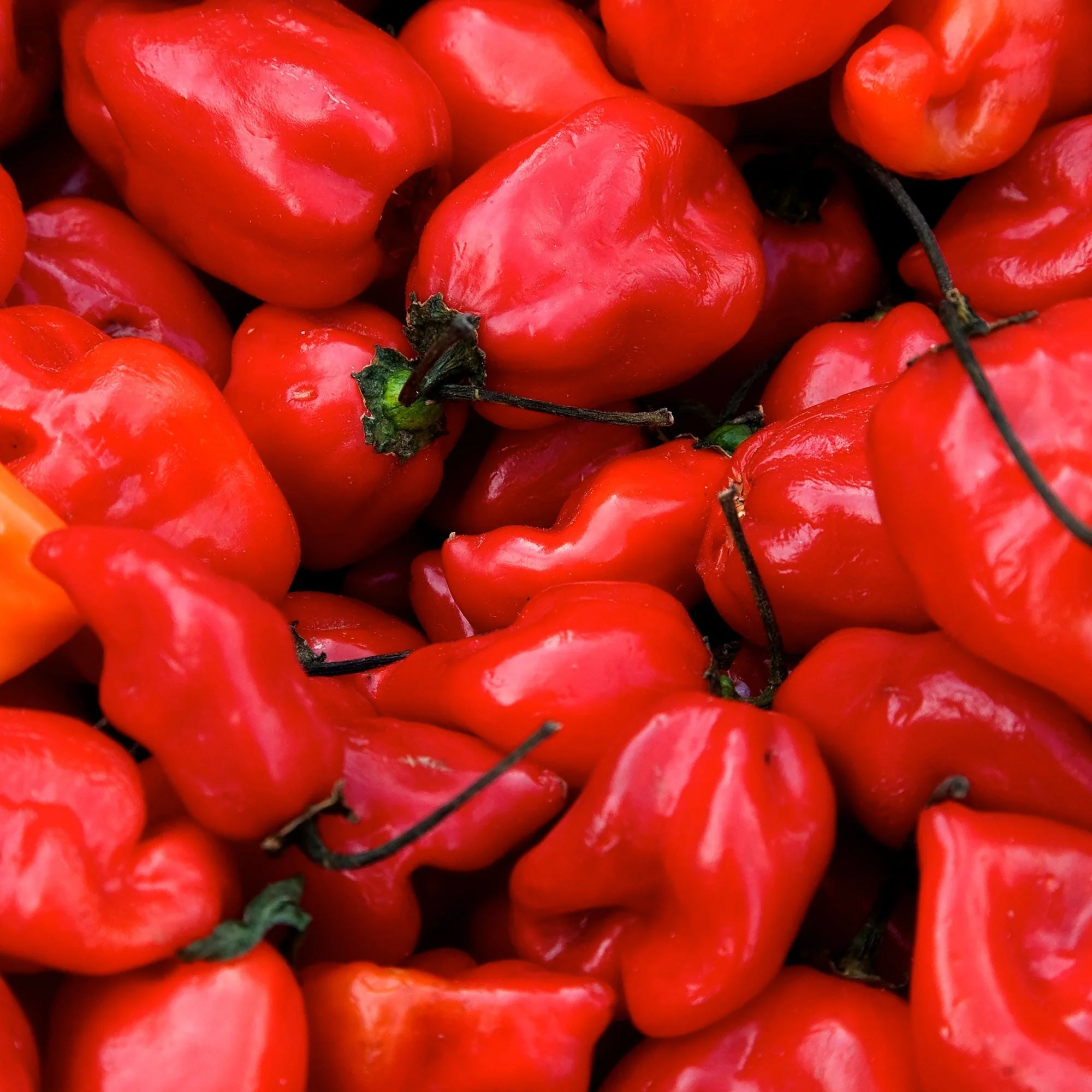 Habanero Caribbean Red Pepper Seeds - Image 3