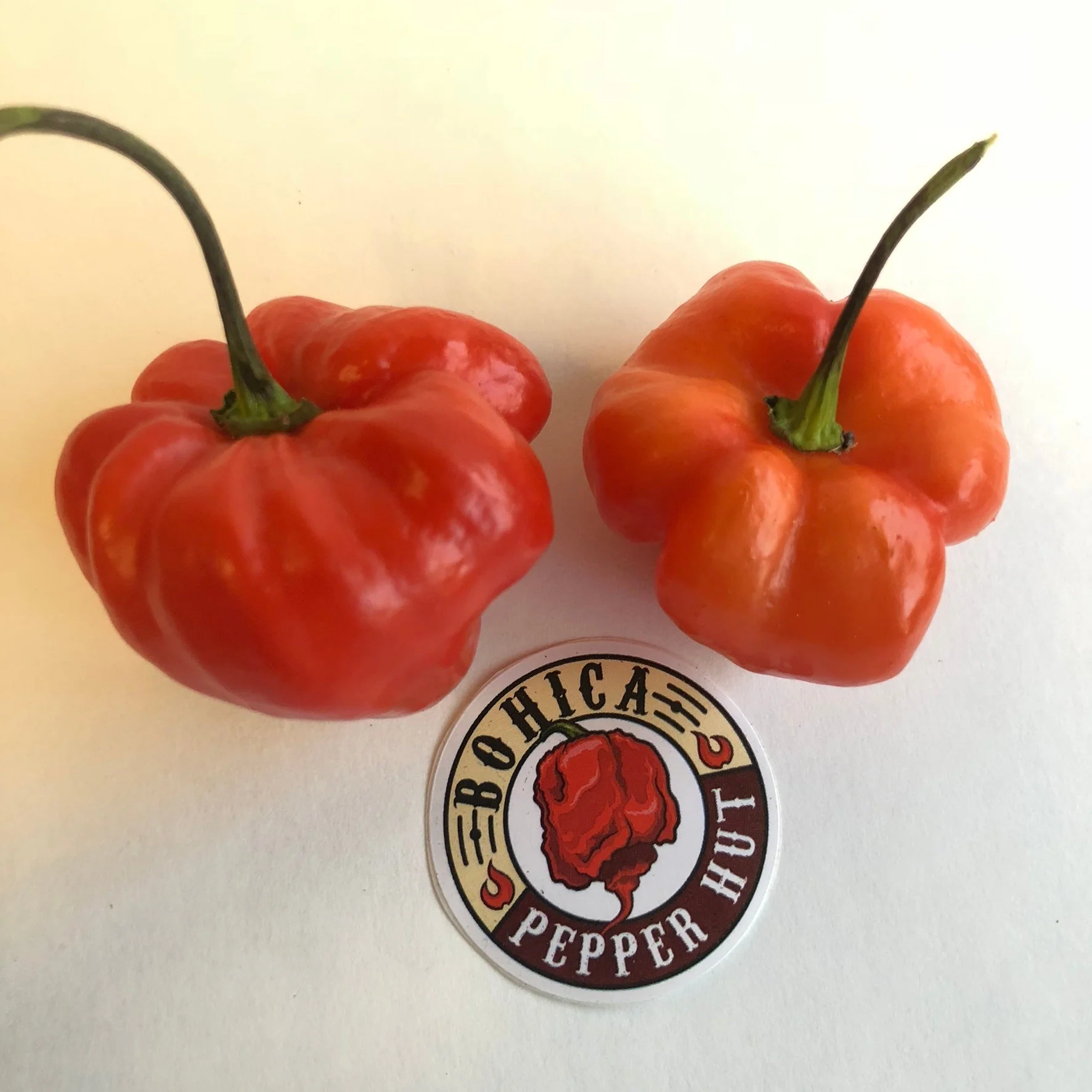 Habanero Caribbean Red - Seeds - Image 2