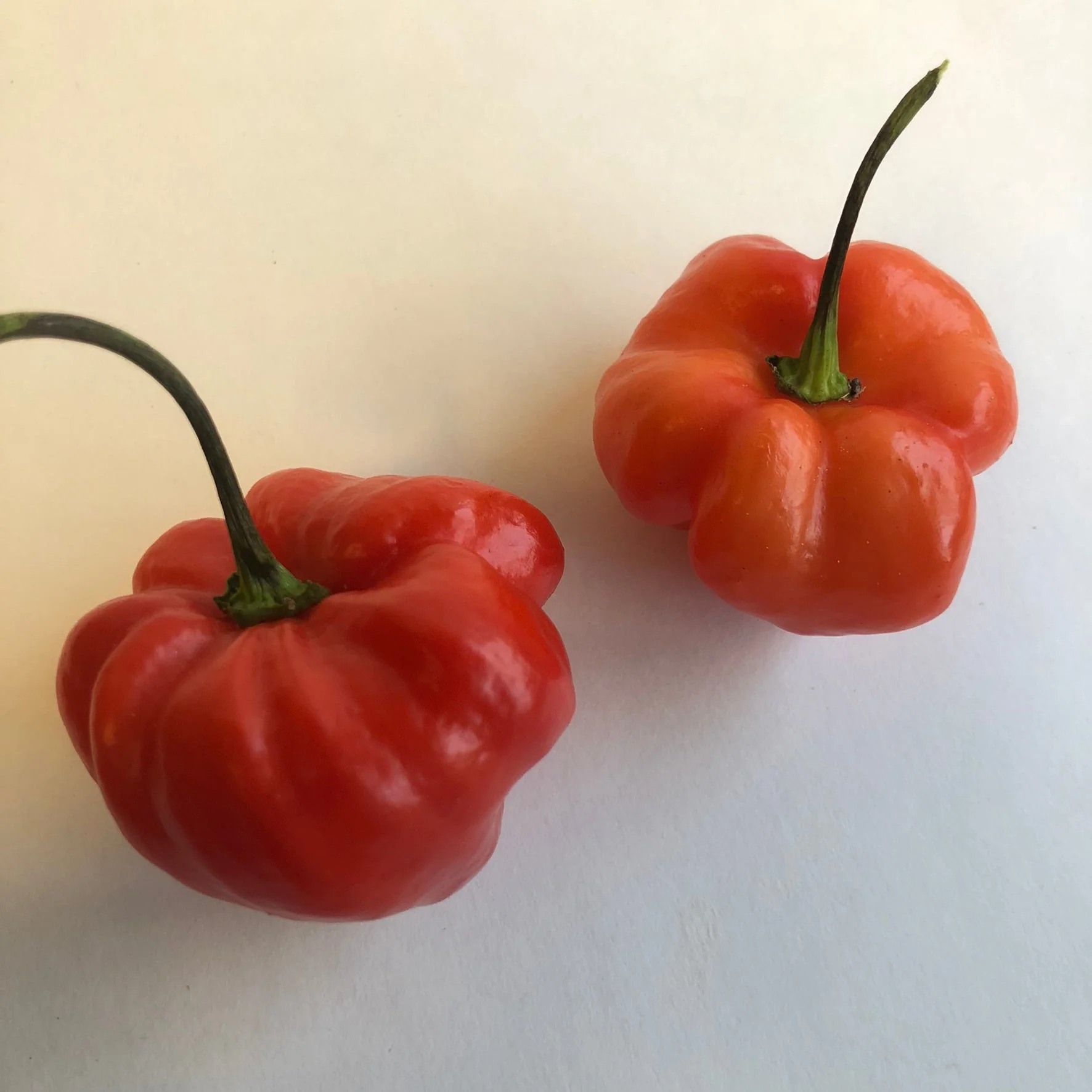 Habanero Caribbean Red - Seeds - Image 3