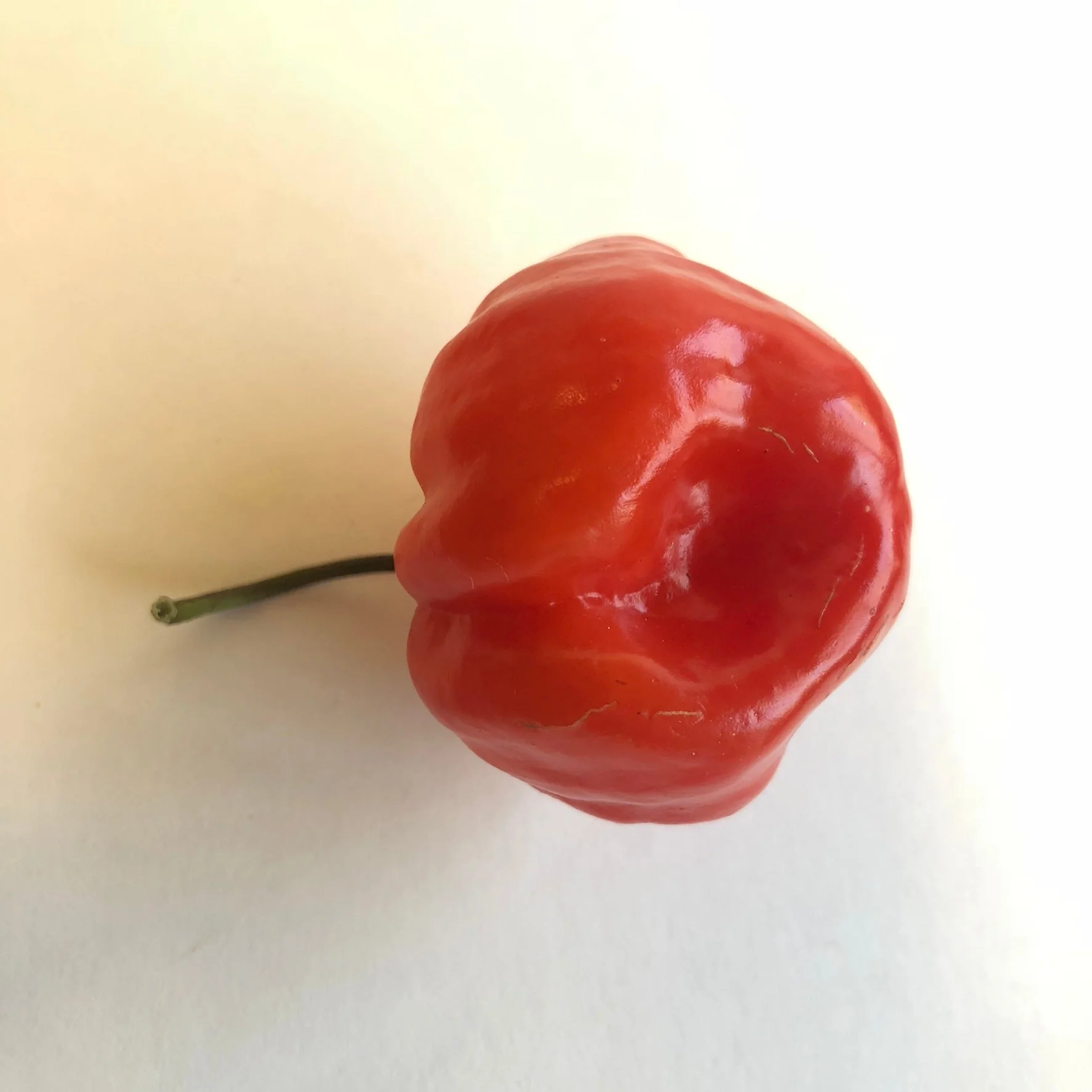 Habanero Caribbean Red - Seeds - Image 4