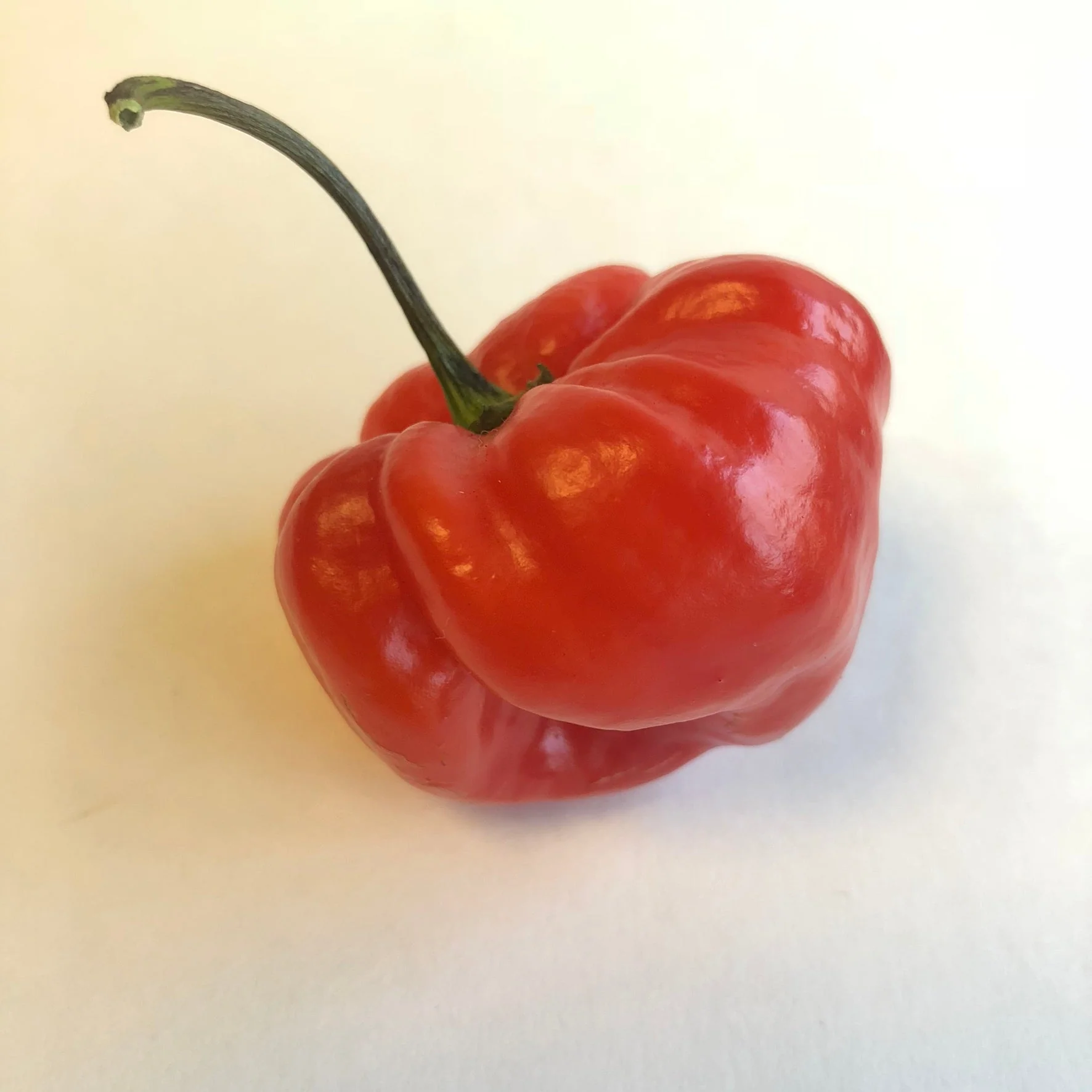 Habanero Caribbean Red - Seeds - Image 5