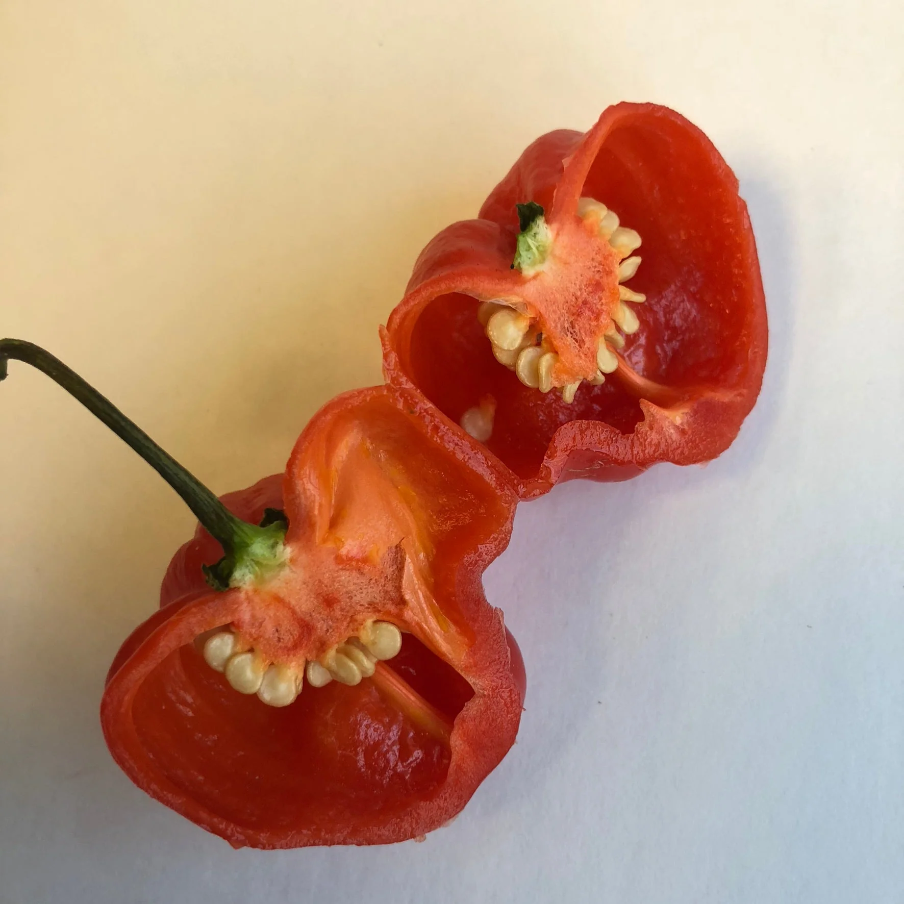 Habanero Caribbean Red - Seeds - Image 6