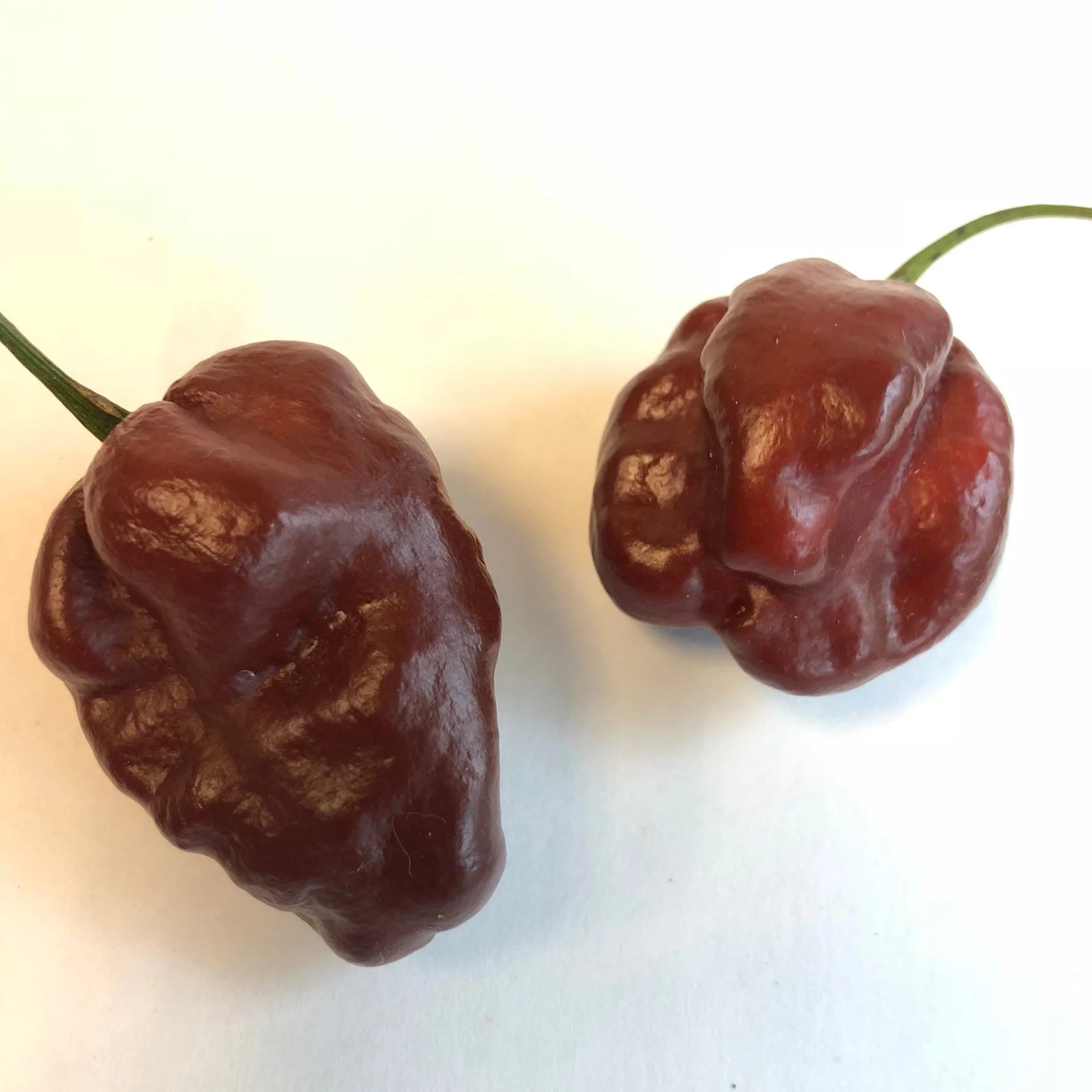 Habanero Chocolate - Seeds - Image 2