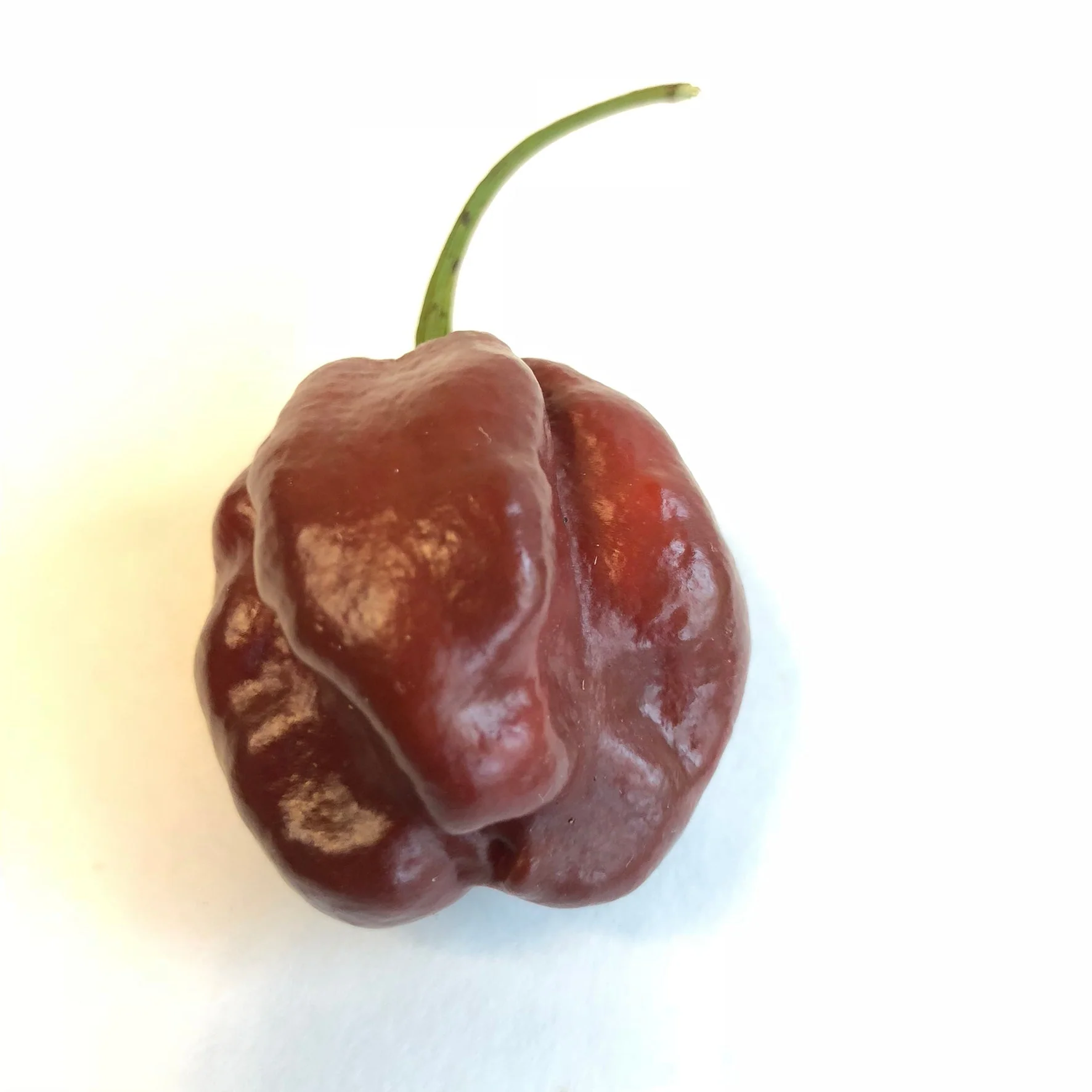 Habanero Chocolate - Seeds - Image 3