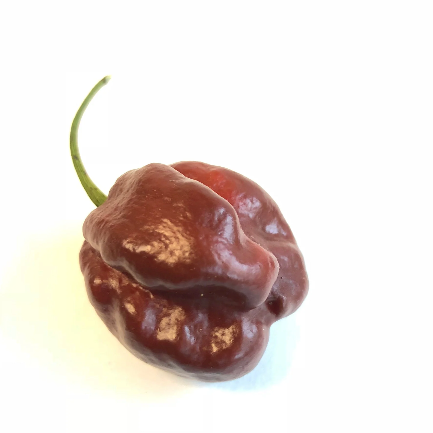 Habanero Chocolate - Seeds - Image 4