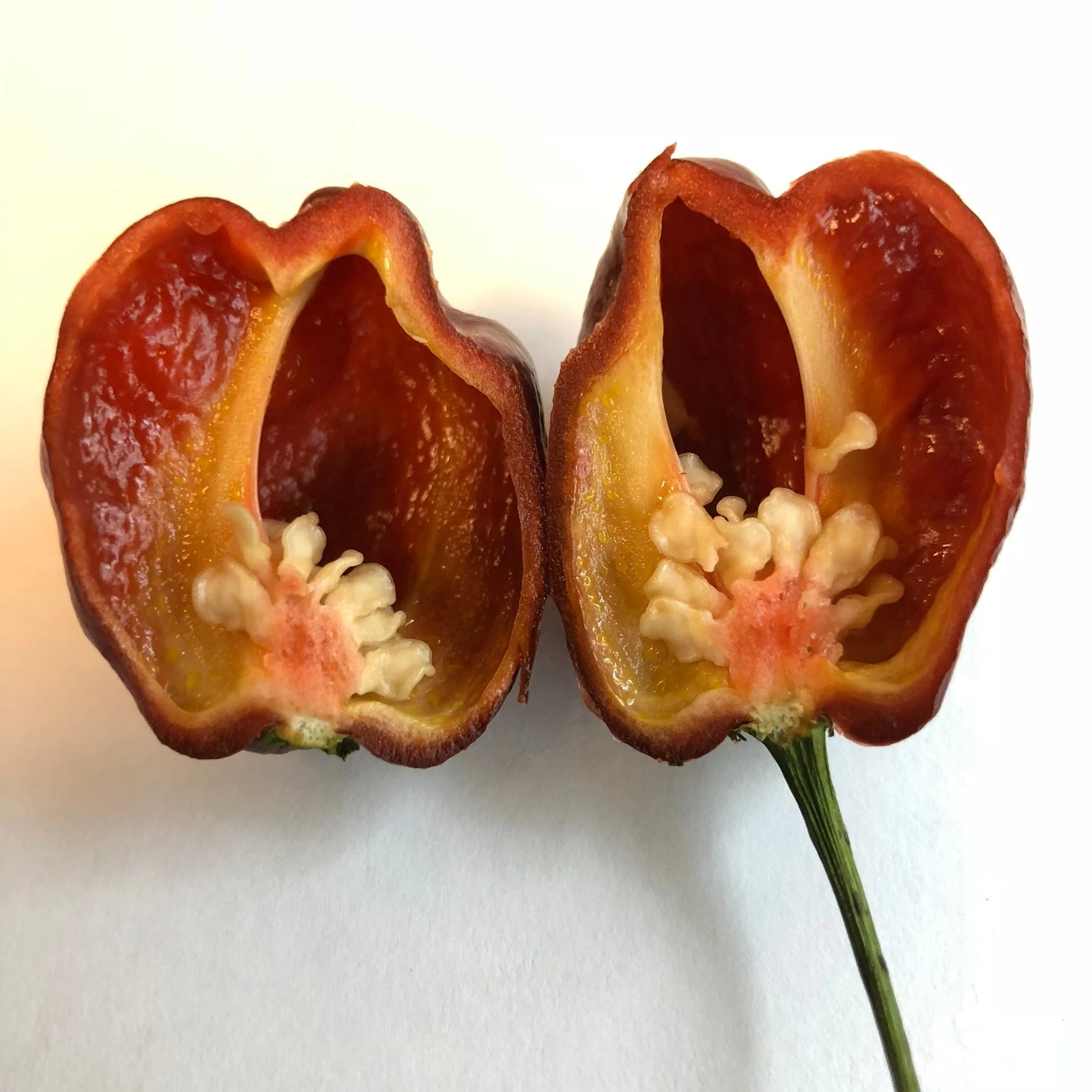 Habanero Chocolate - Seeds - Image 5