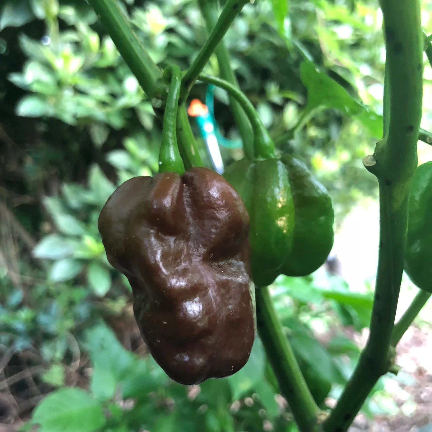 Habanero Chocolate - Seeds - Image 6
