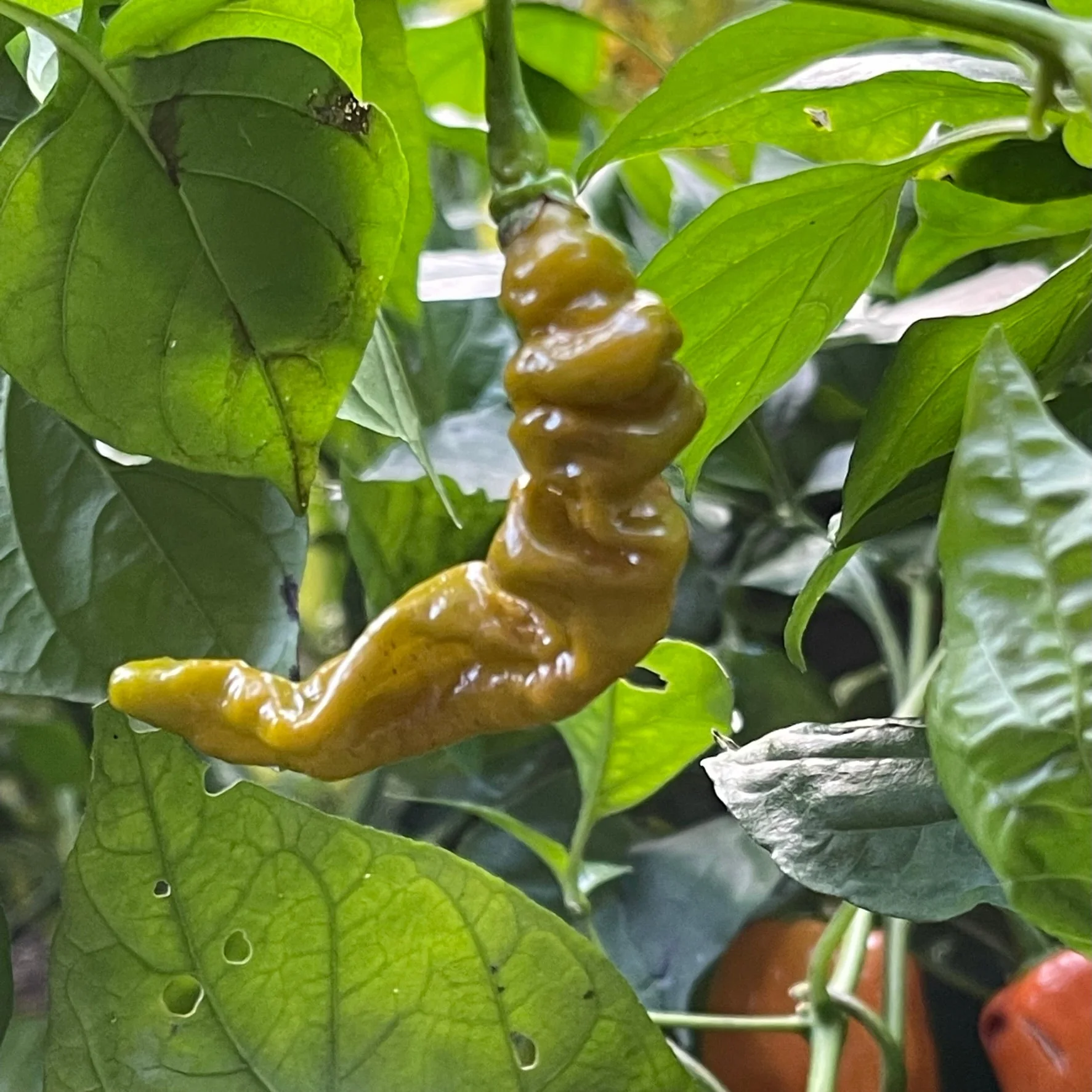 Habanero Lightning Mustard - Seeds - Image 2