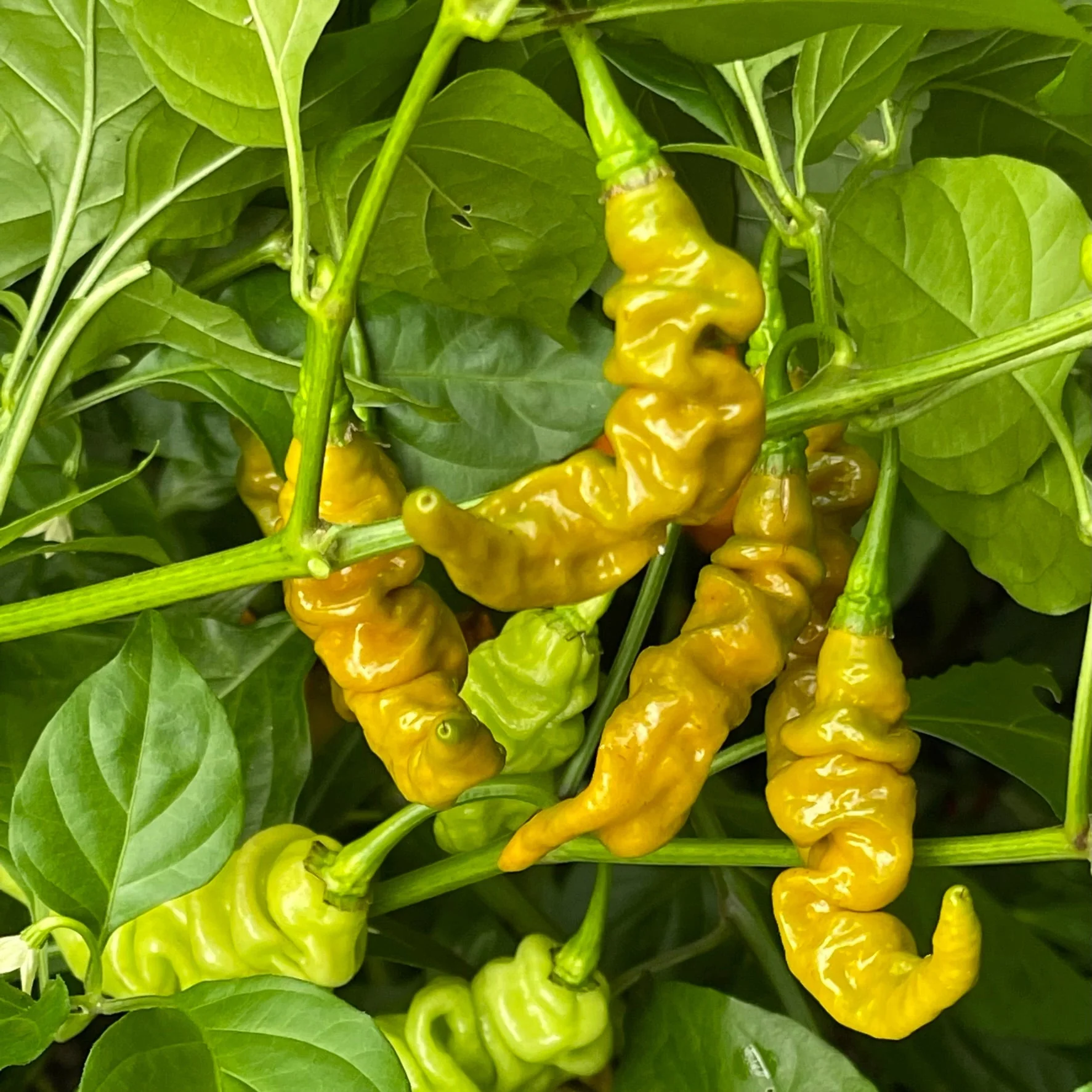 Habanero Lightning Mustard - Seeds - Image 3