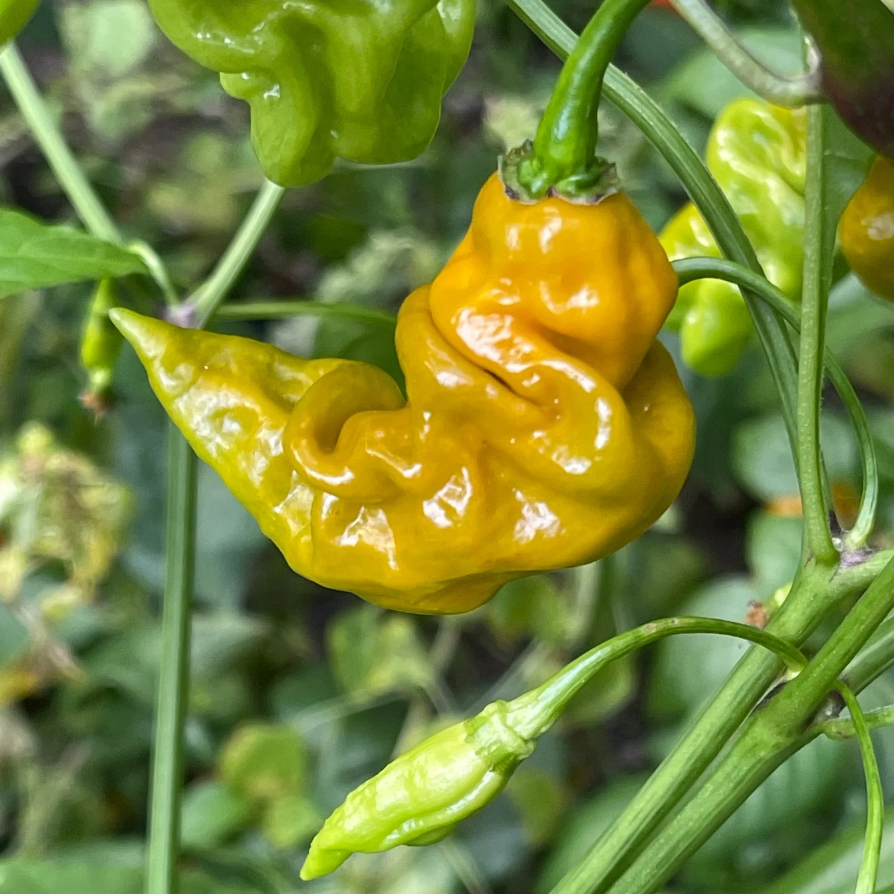Habanero Lightning Mustard - Seeds - Image 4
