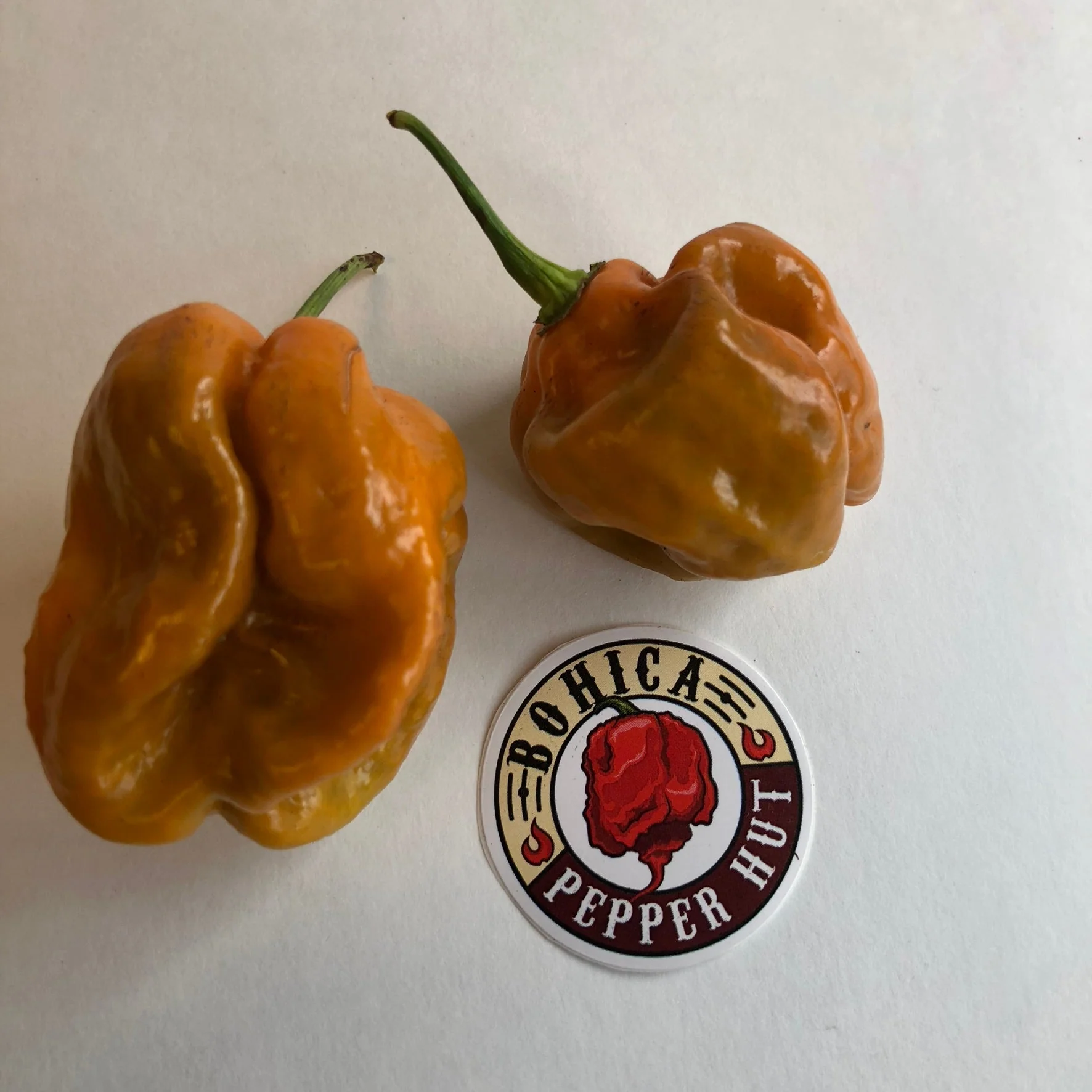 Habanero Orange Craigs - Seeds - Image 2