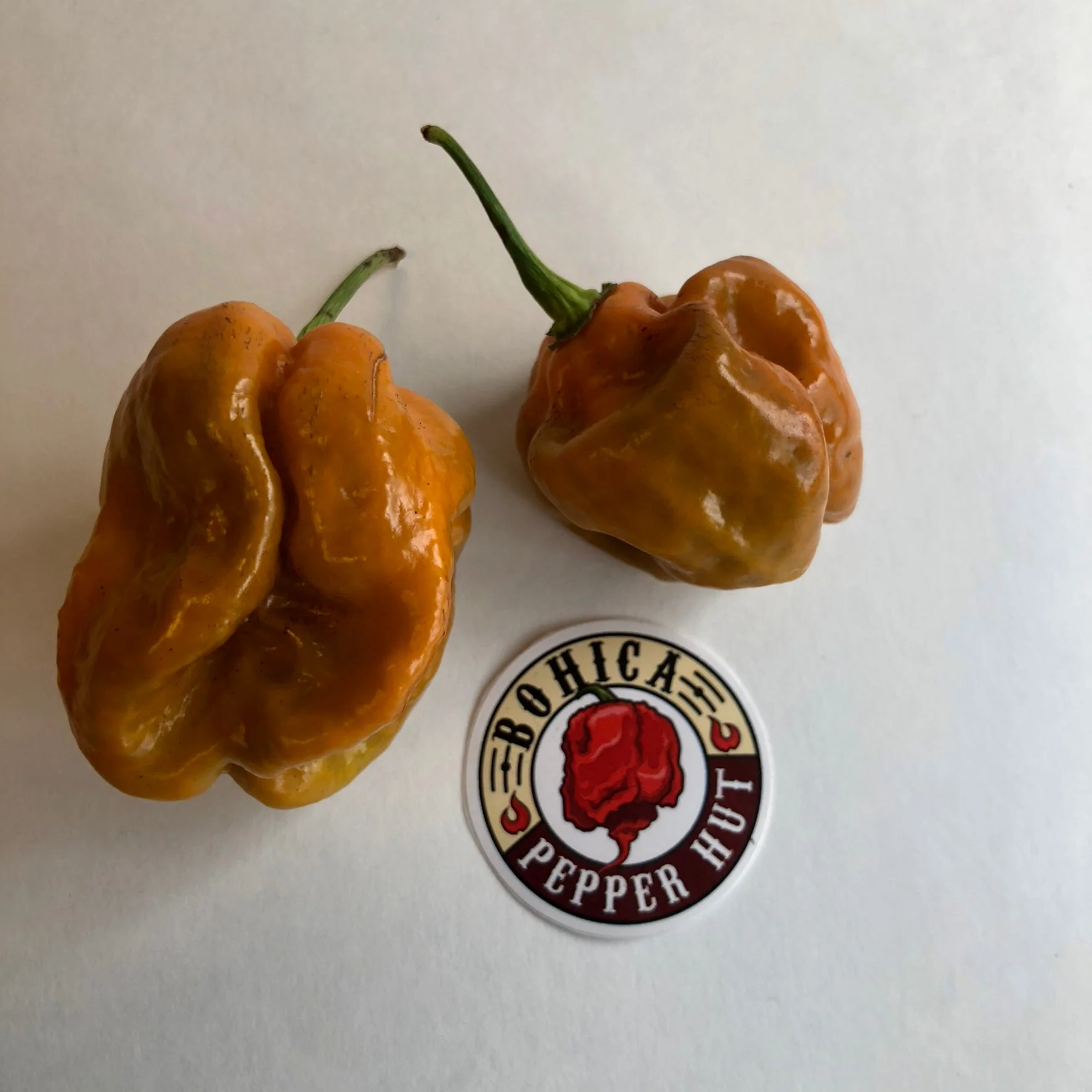 Habanero Orange Craigs - Seeds - Image 3