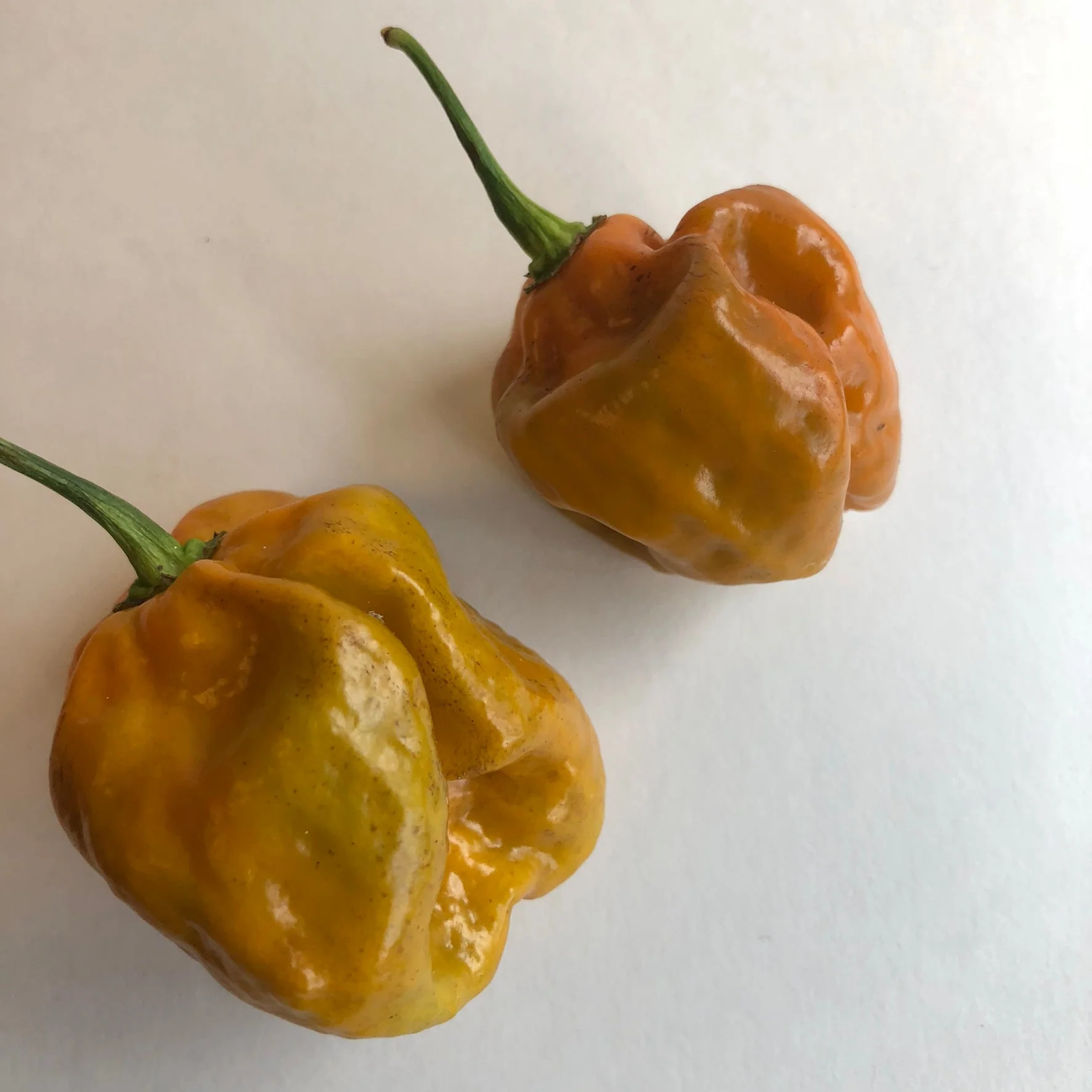 Habanero Orange Craigs - Seeds - Image 4