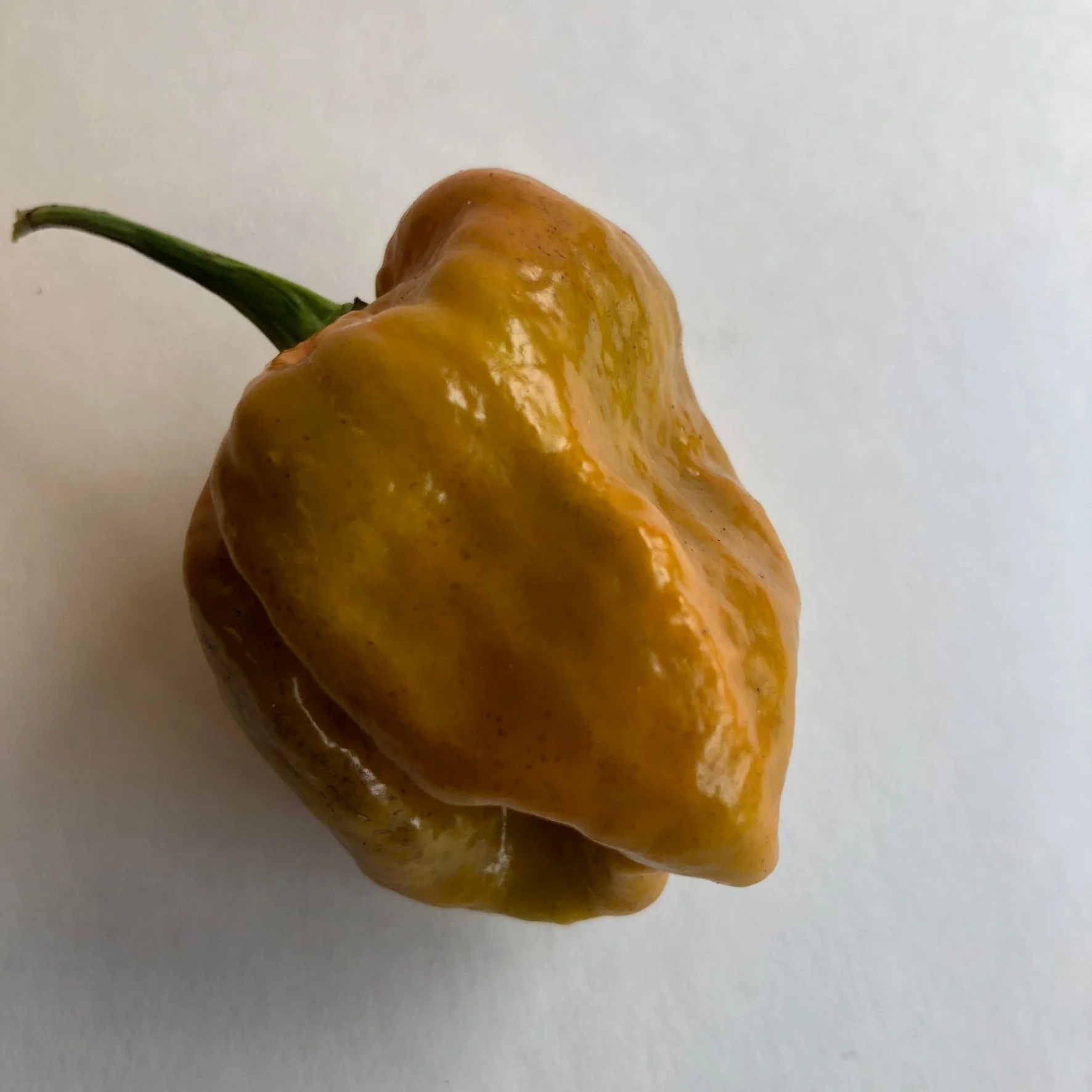 Habanero Orange Craigs - Seeds - Image 5