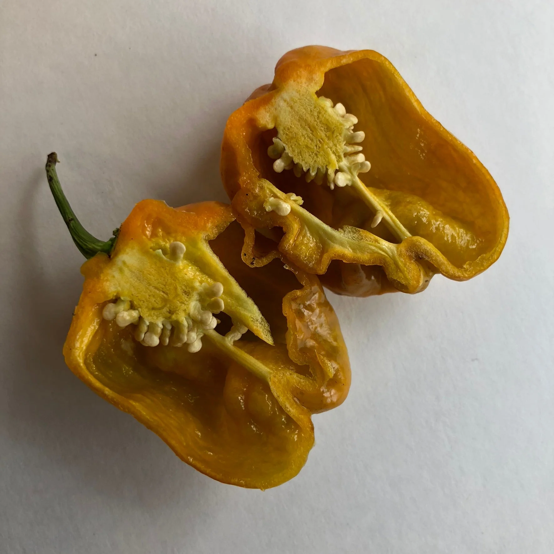 Habanero Orange Craigs - Seeds - Image 6