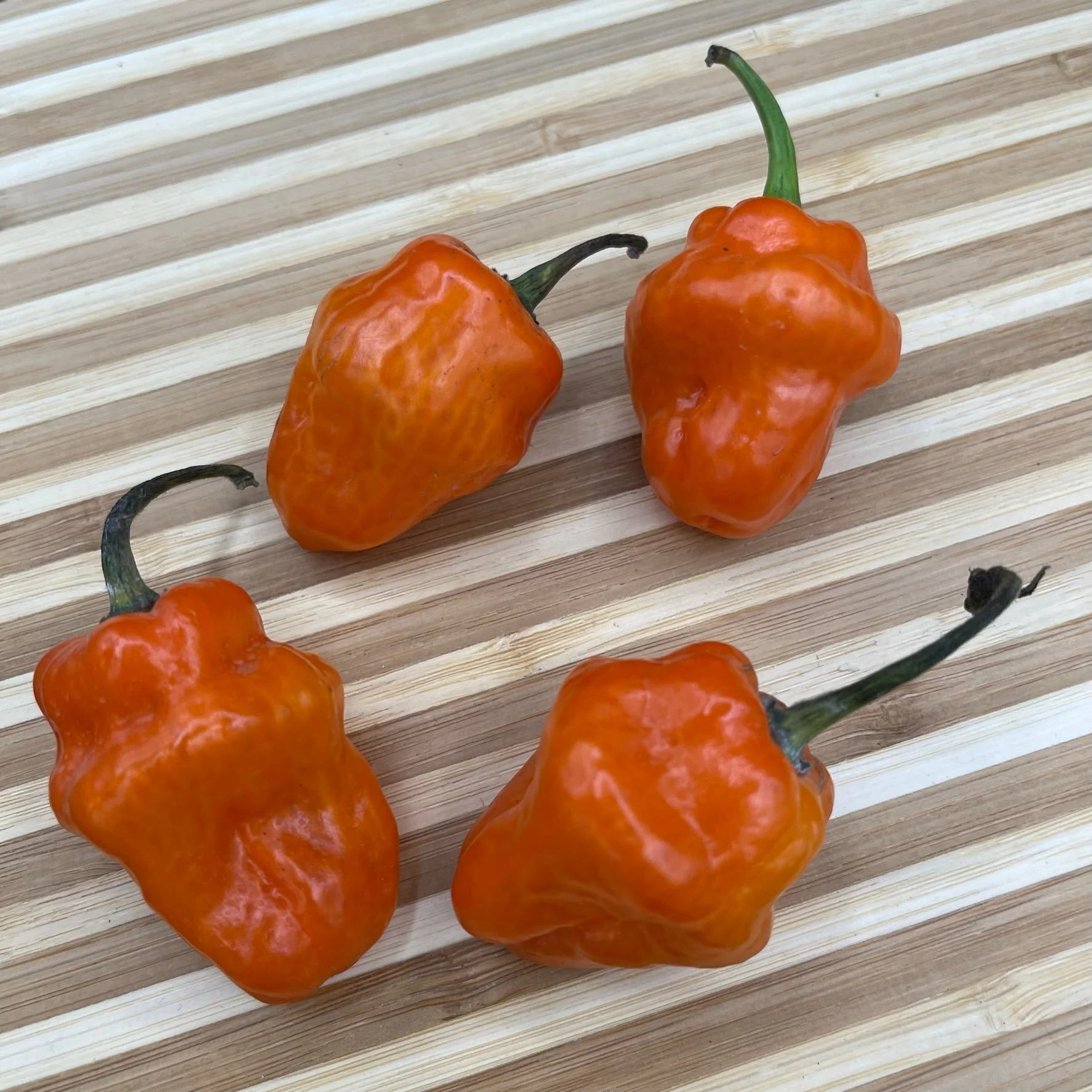Habanero Orange - Seeds - Image 2