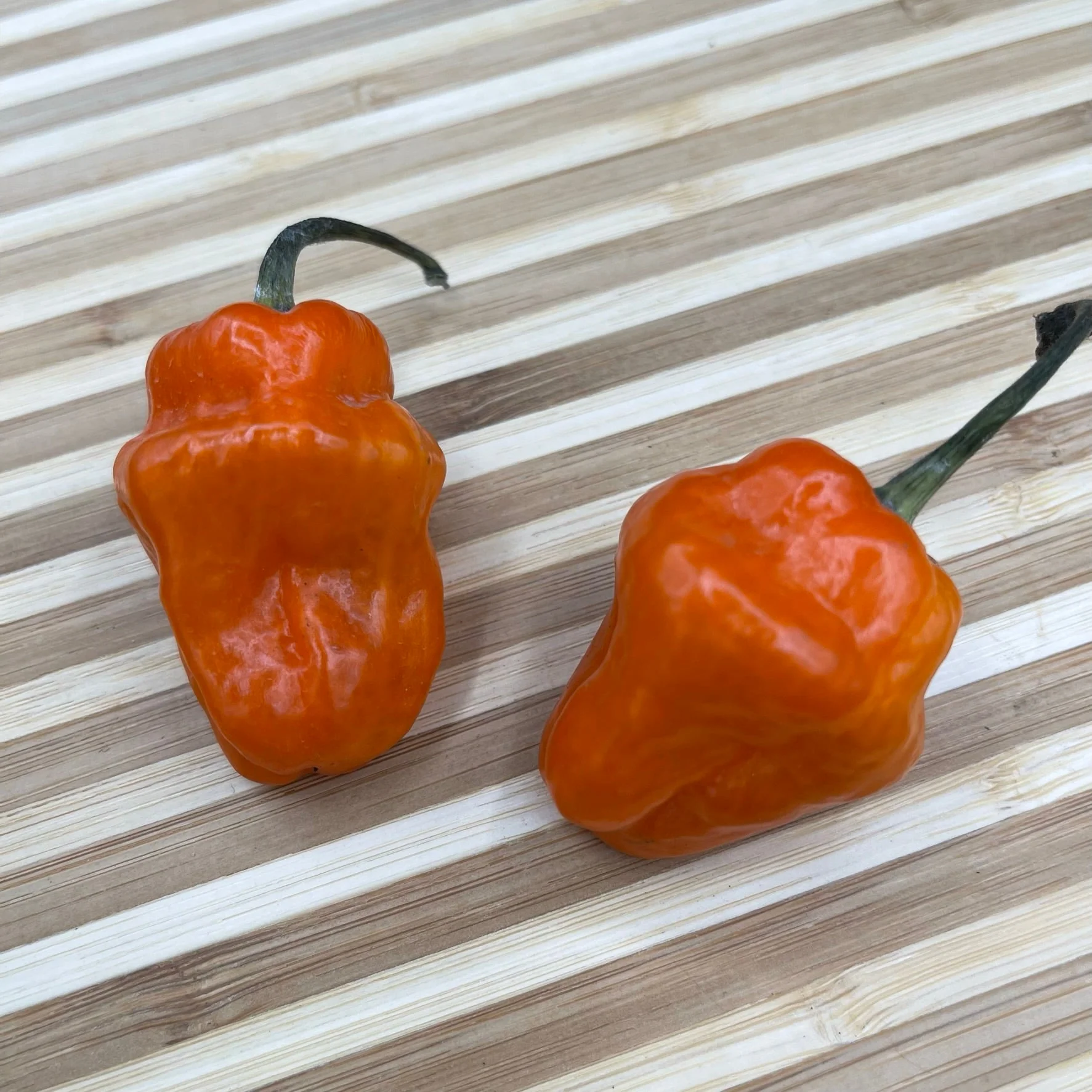 Habanero Orange - Seeds - Image 3