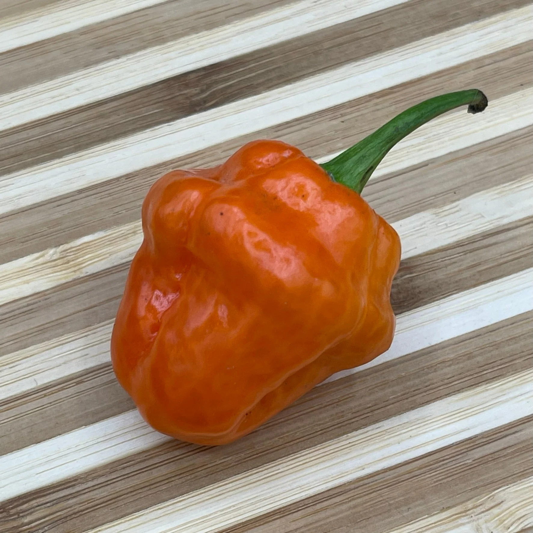 Habanero Orange - Seeds - Image 4