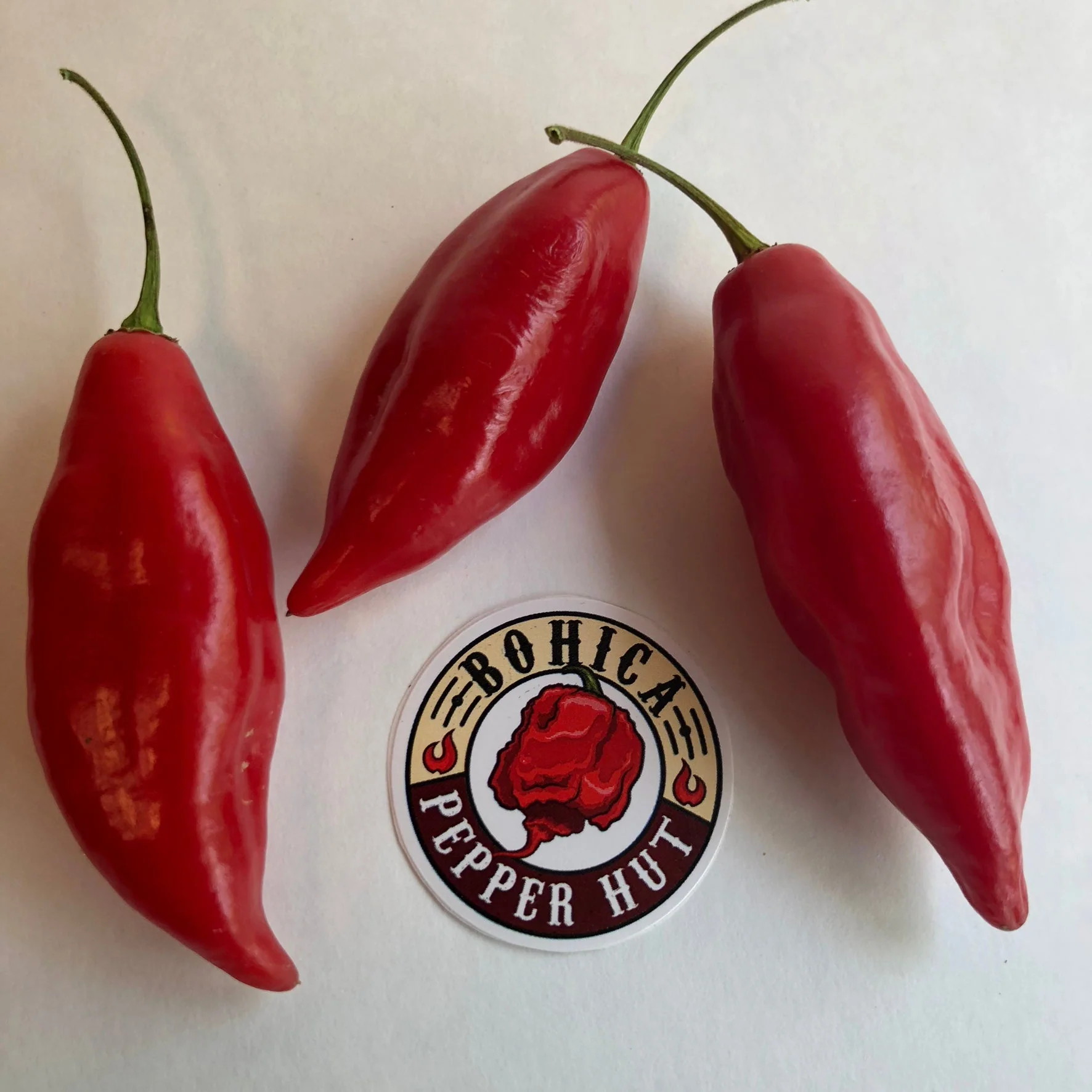 Habanero Paper Lantern - Seeds - Image 2