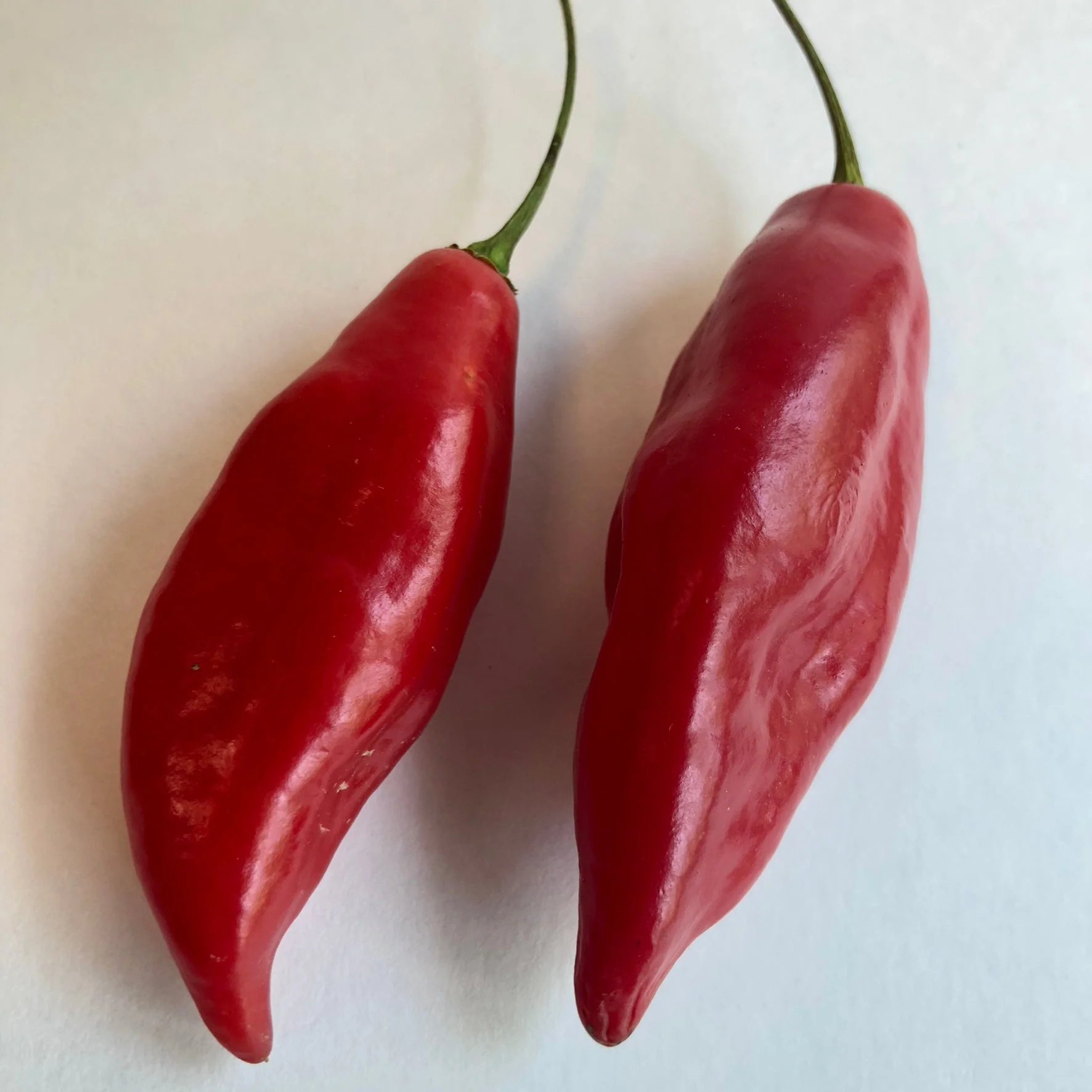 Habanero Paper Lantern - Seeds - Image 3