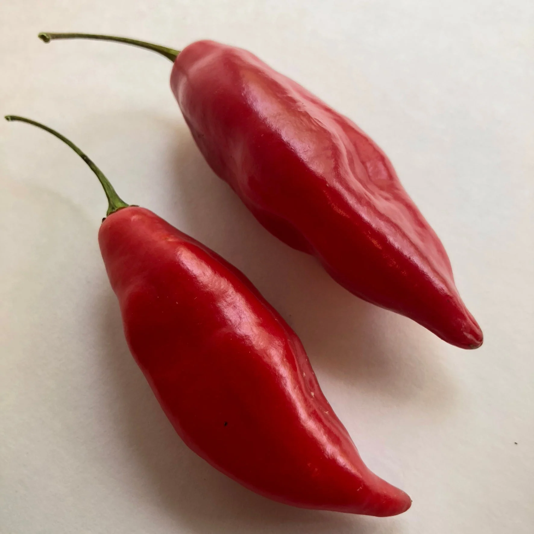 Habanero Paper Lantern - Seeds - Image 4