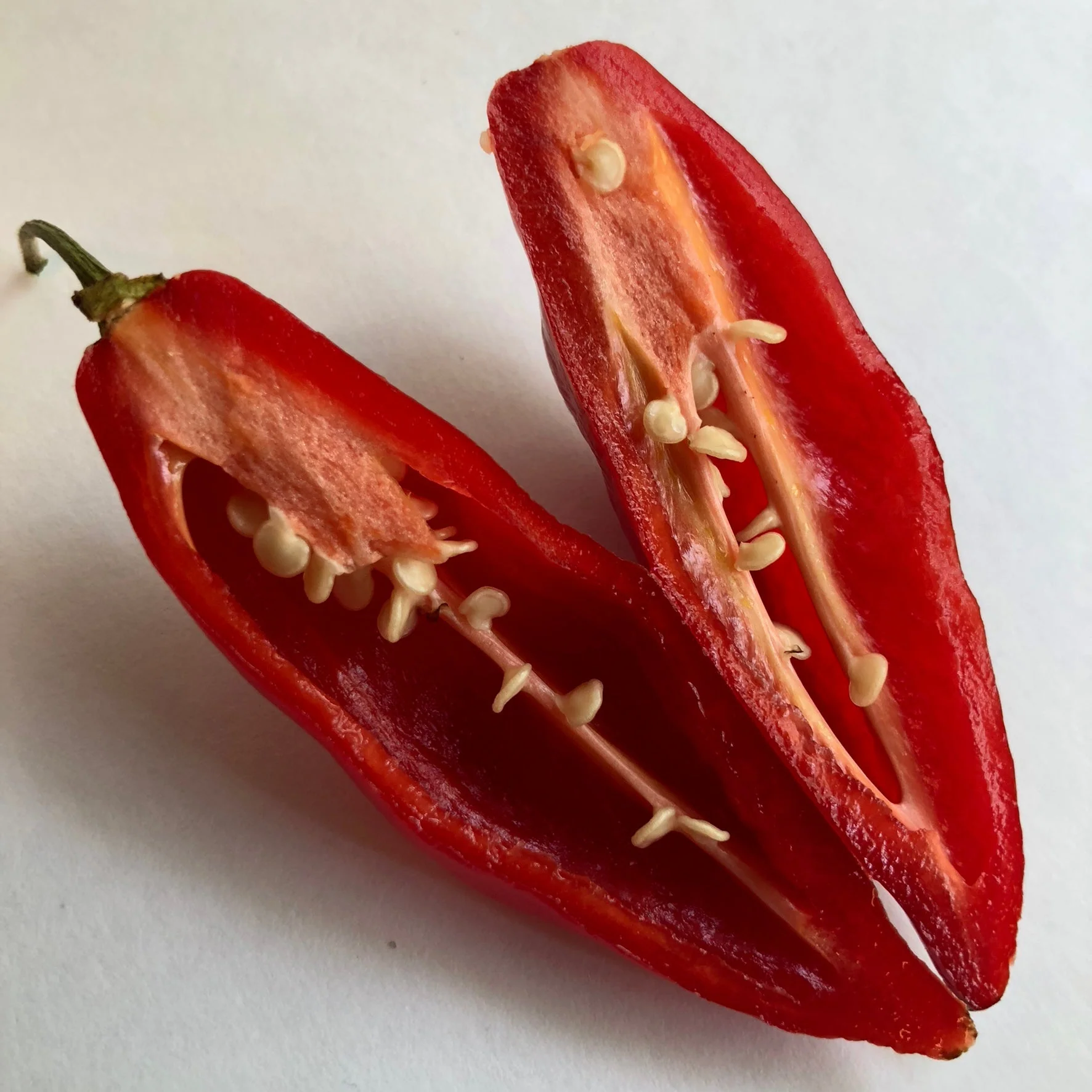 Habanero Paper Lantern - Seeds - Image 5