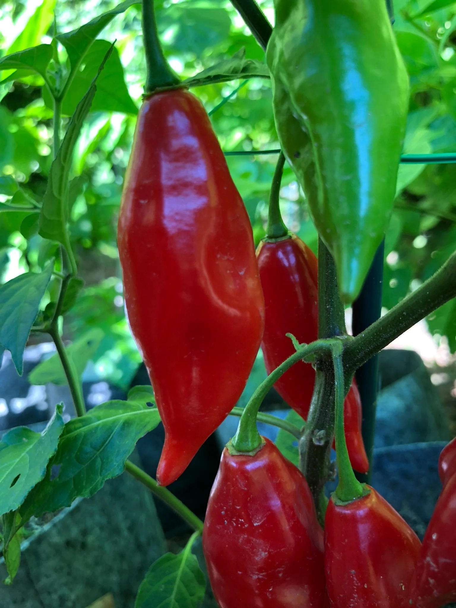 Habanero Paper Lantern - Seeds - Image 6