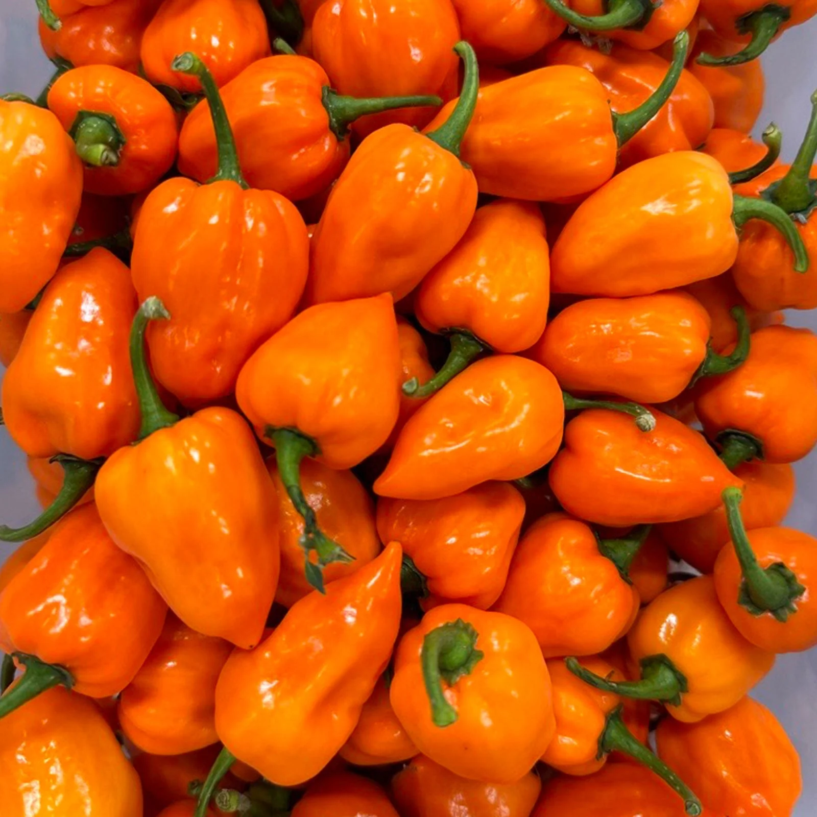 Habanero Pepper Seeds - Image 2