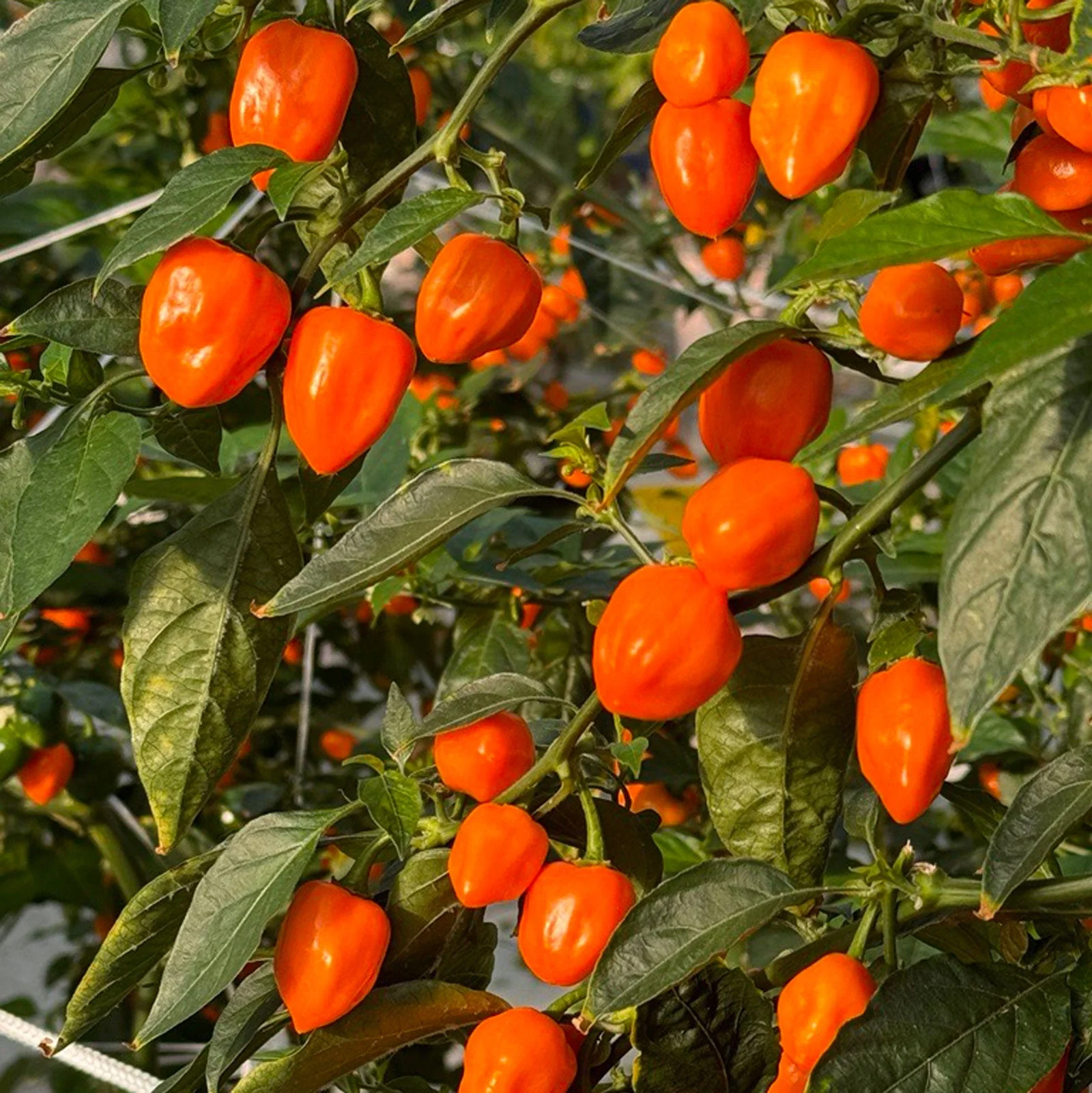 Habanero Pepper Seeds - Image 3