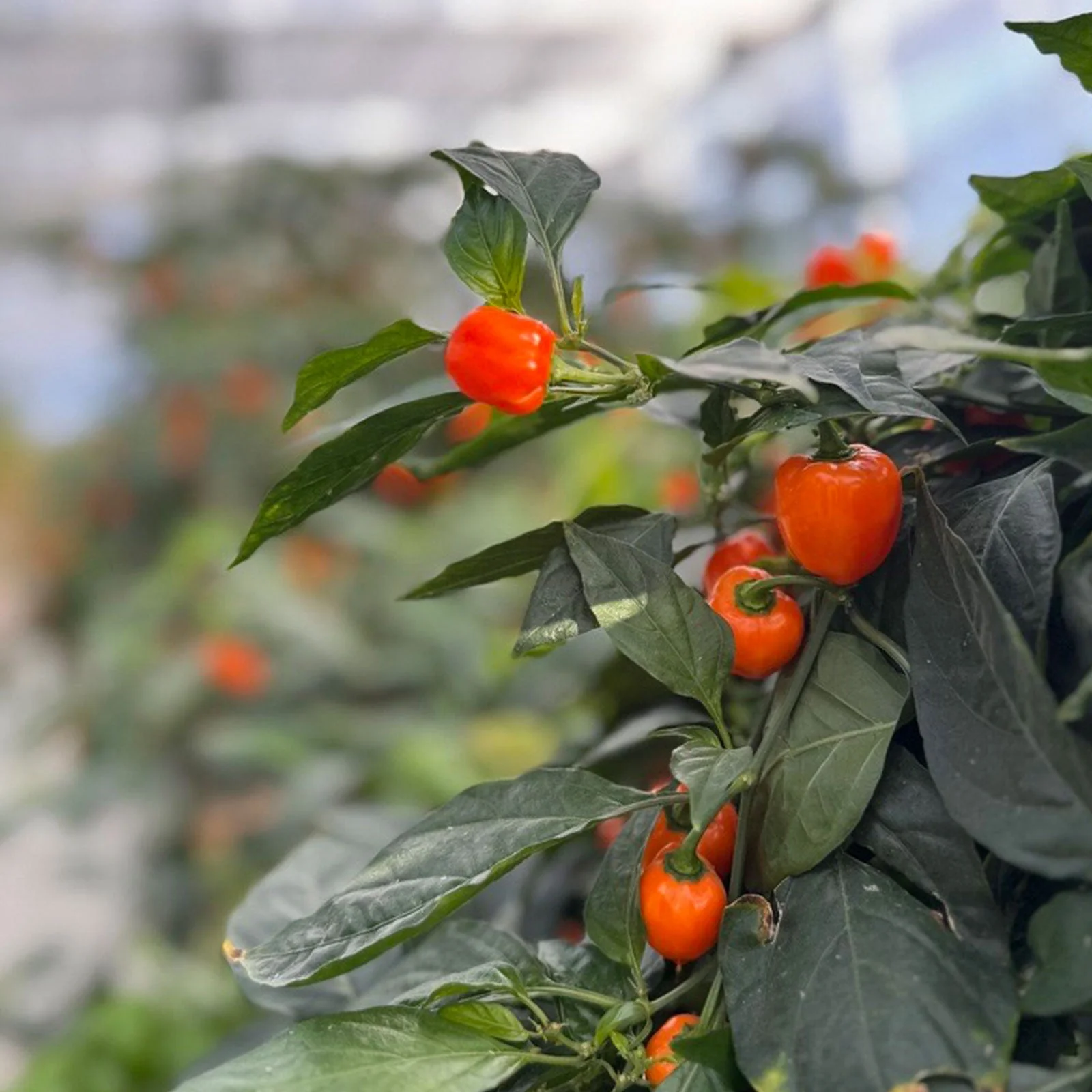 Habanero Pepper Seeds - Image 4