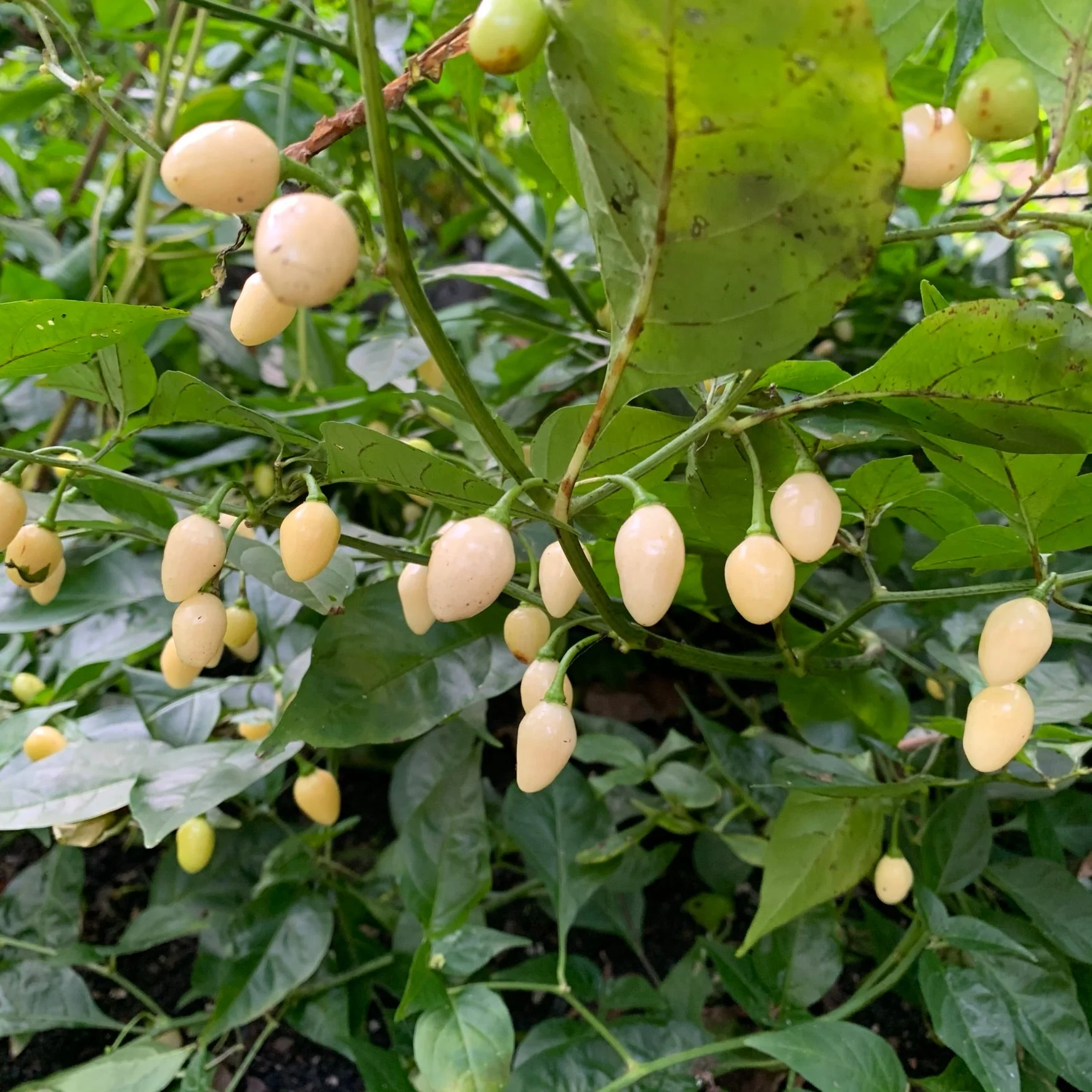 Habanero Yucatan White - Seeds - Image 2