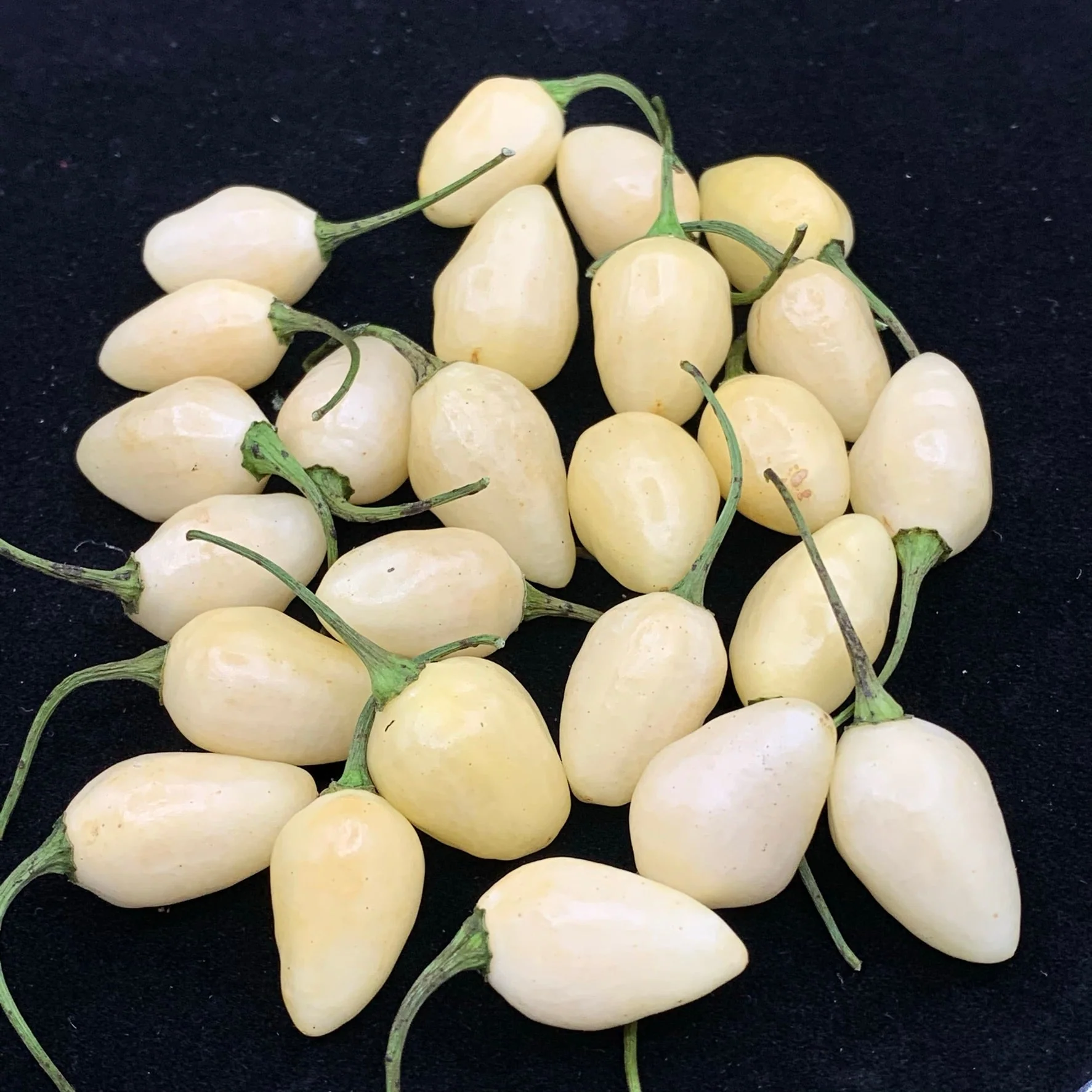 Habanero Yucatan White - Seeds - Image 3