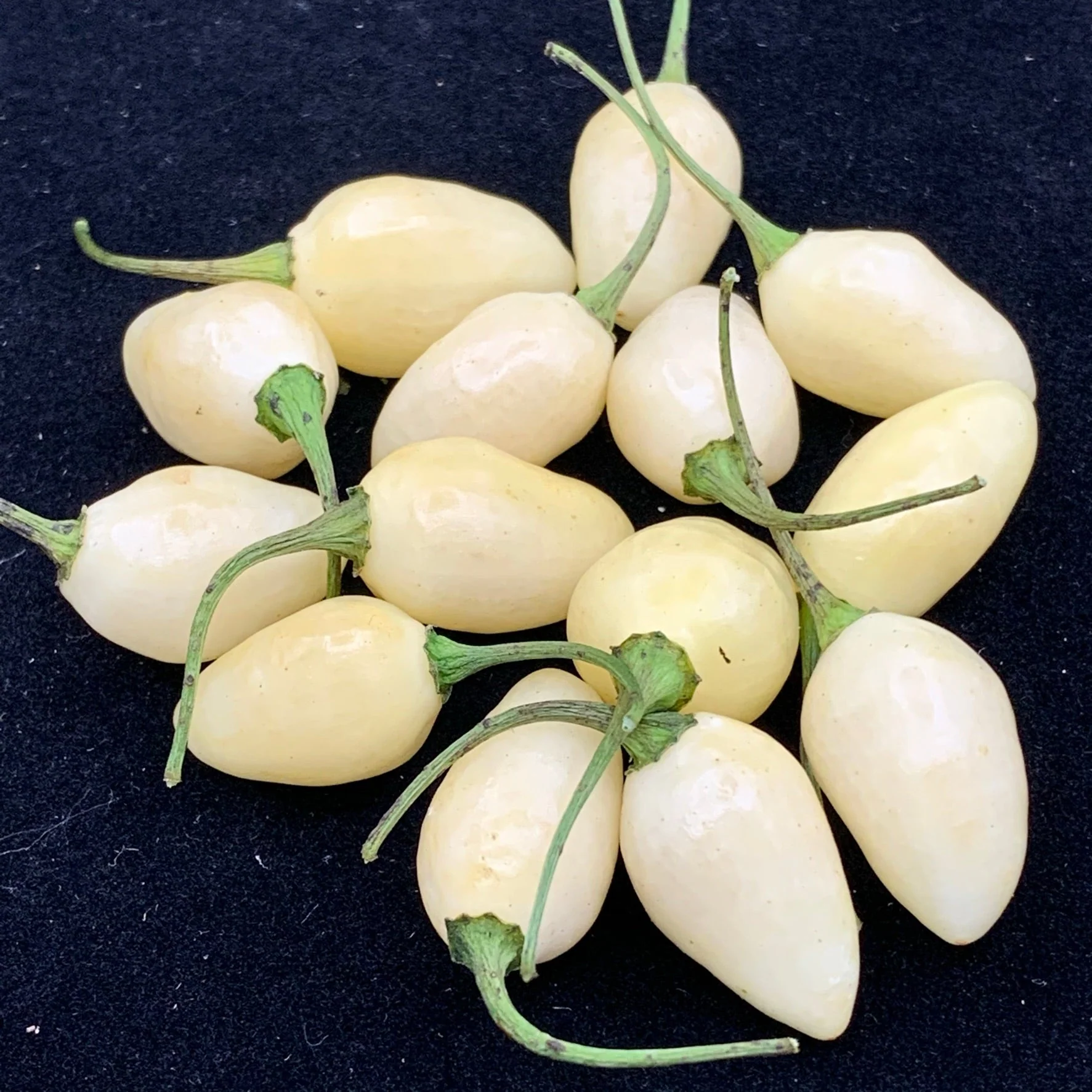 Habanero Yucatan White - Seeds - Image 4