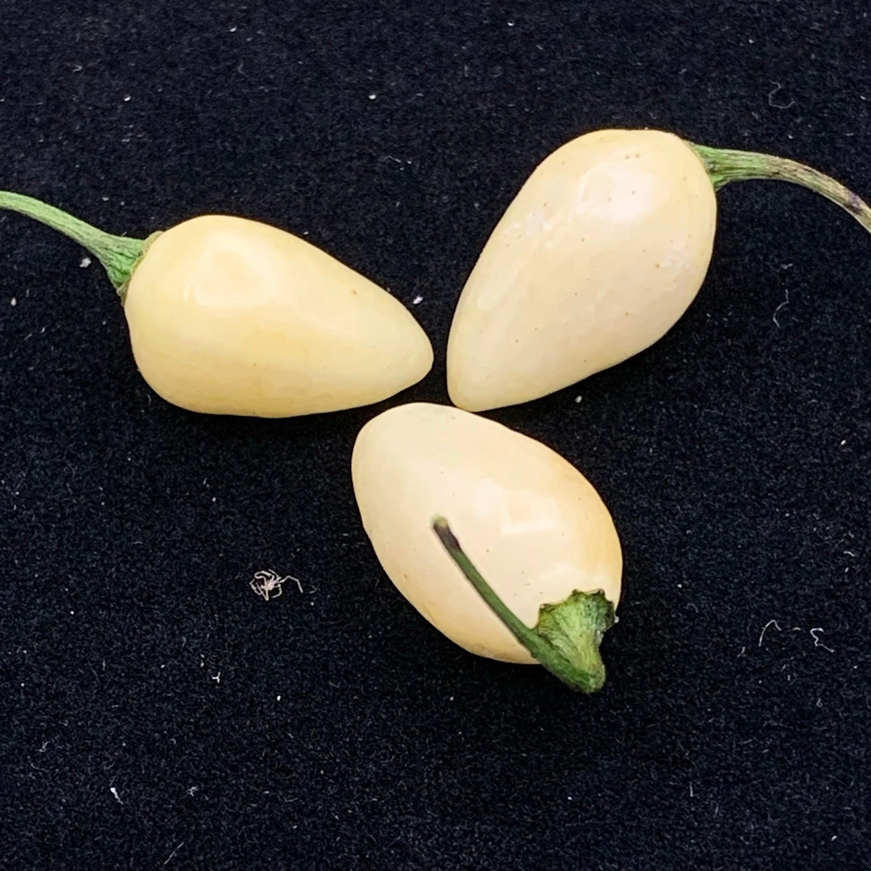 Habanero Yucatan White - Seeds - Image 5
