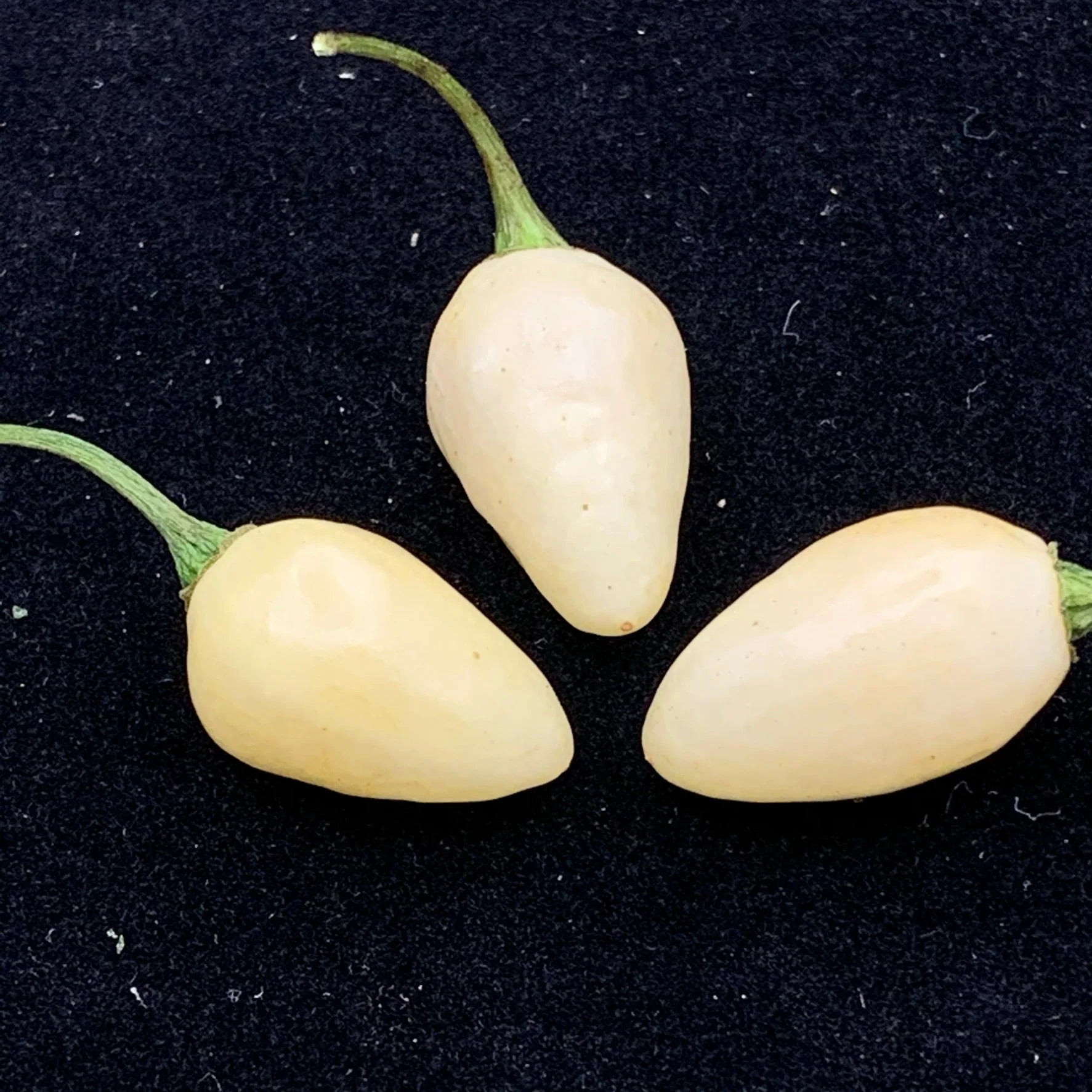Habanero Yucatan White - Seeds - Image 6