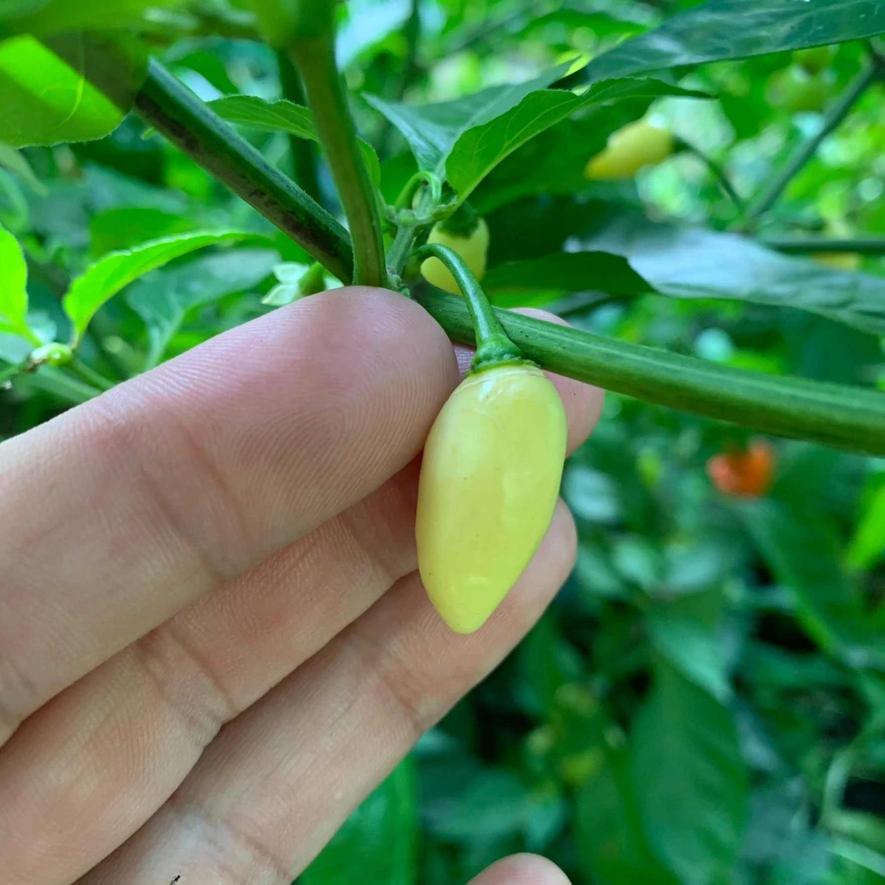 Habanero Yucatan White - Seeds - Image 7